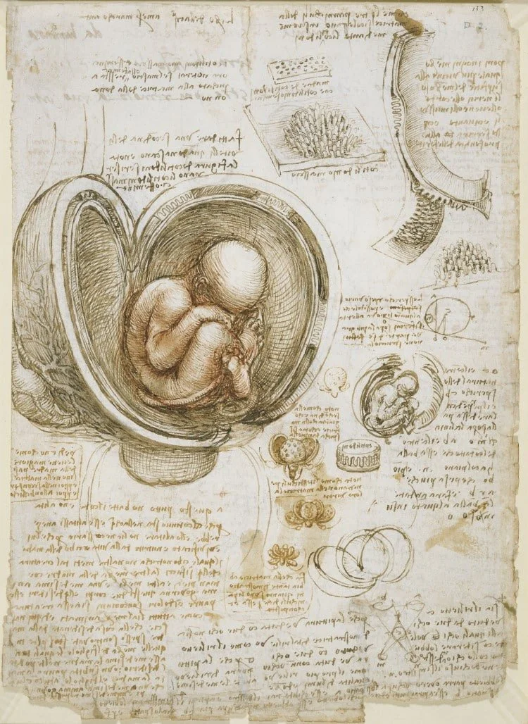 leonardo-da-vinci-anatomy.jpg