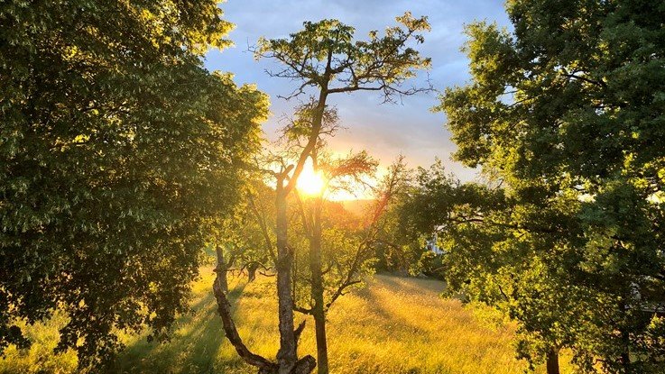 Wenn der Steinkauz einem Bauvorhaben Grenzen setzt - Biotopschutz im Siedlungsgebiet