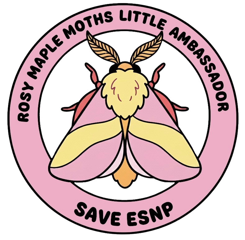 Rosy Maple Moths Kids Club
