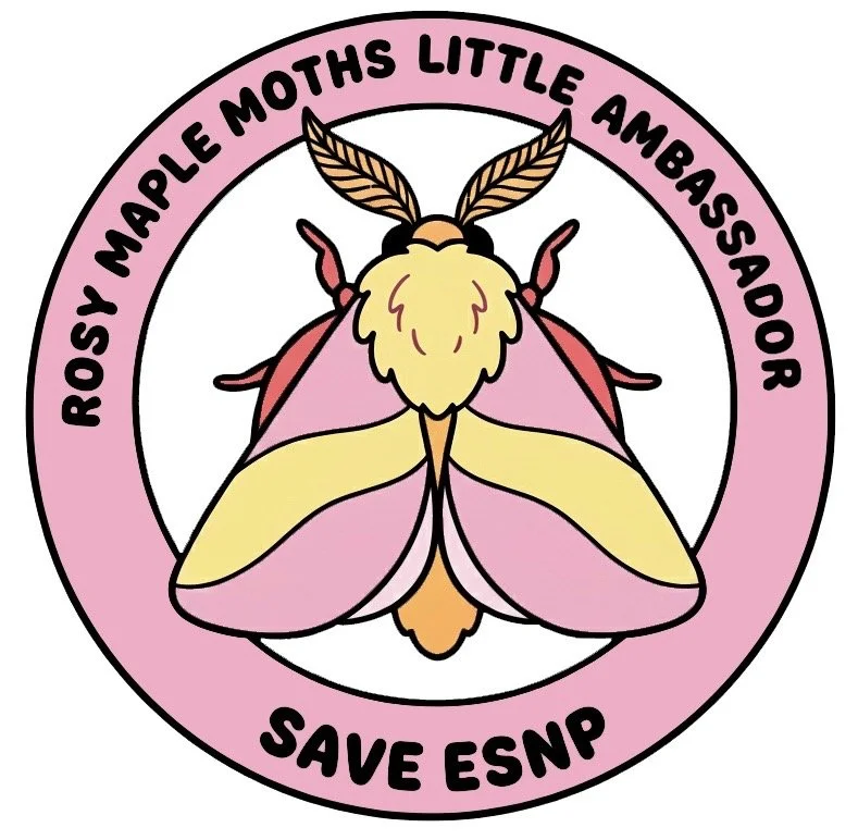 Rosy Maple Moths - Little Park Ambassadors