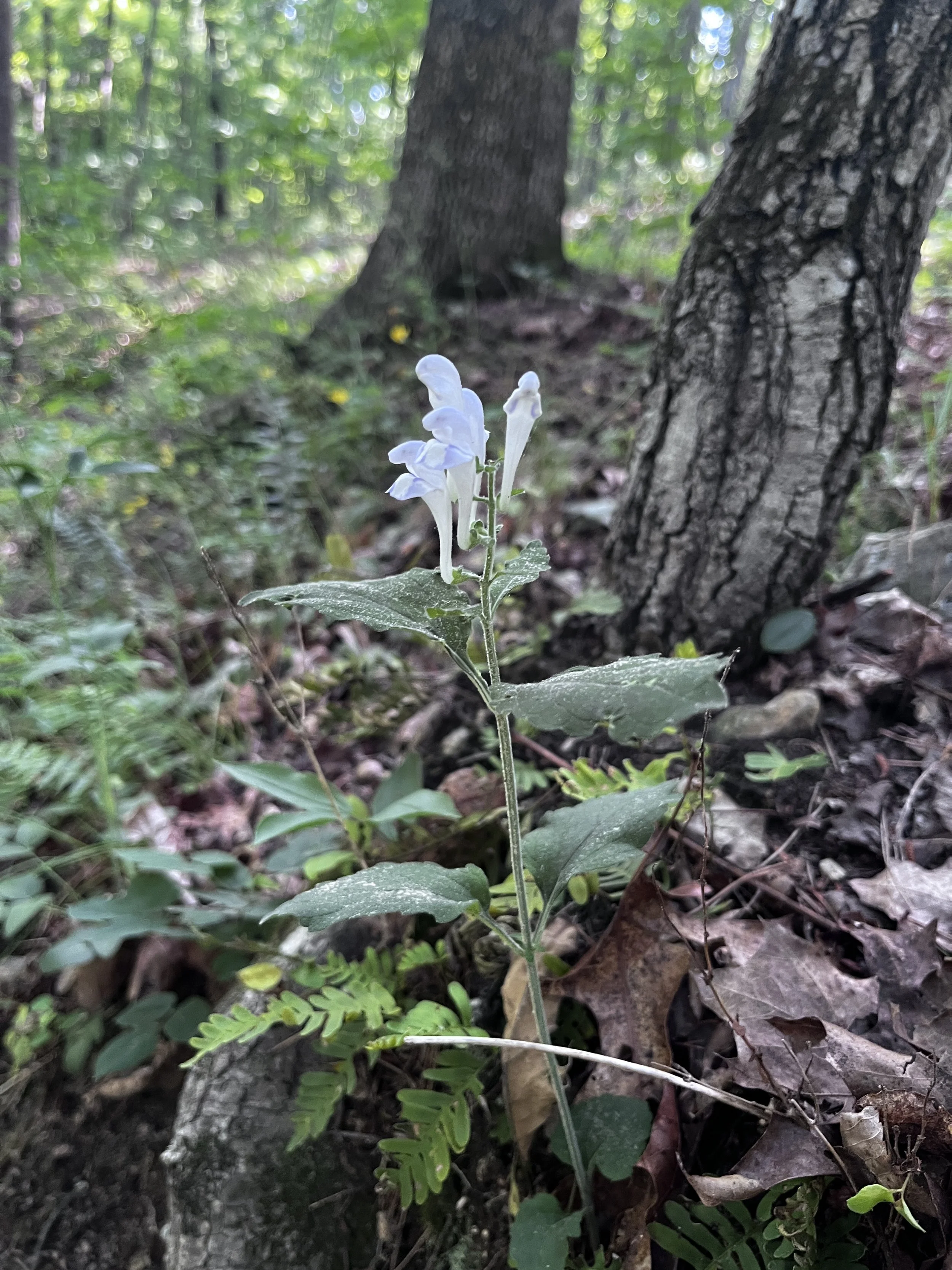 Medicinal Plant hike