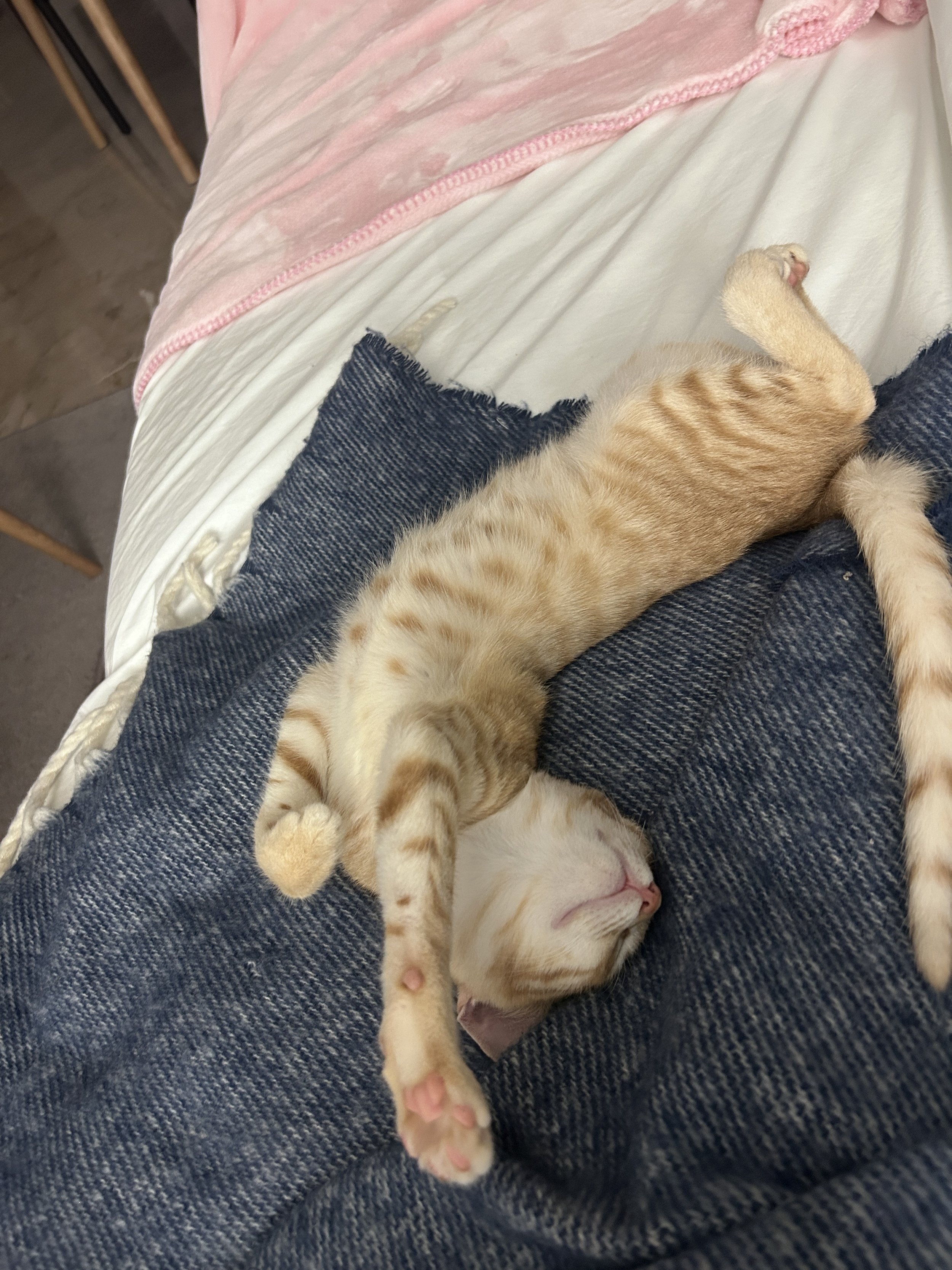 All about my kitten Leo