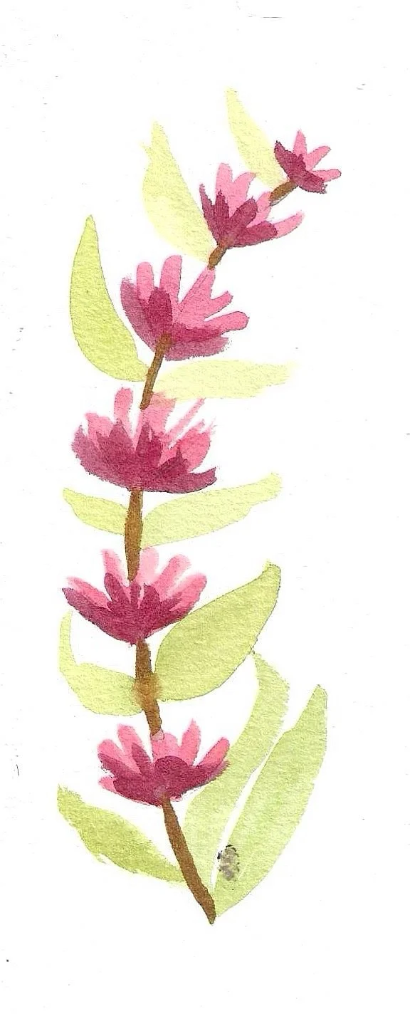 Watercolor painting of a pink flower with green leaves on a white background.
