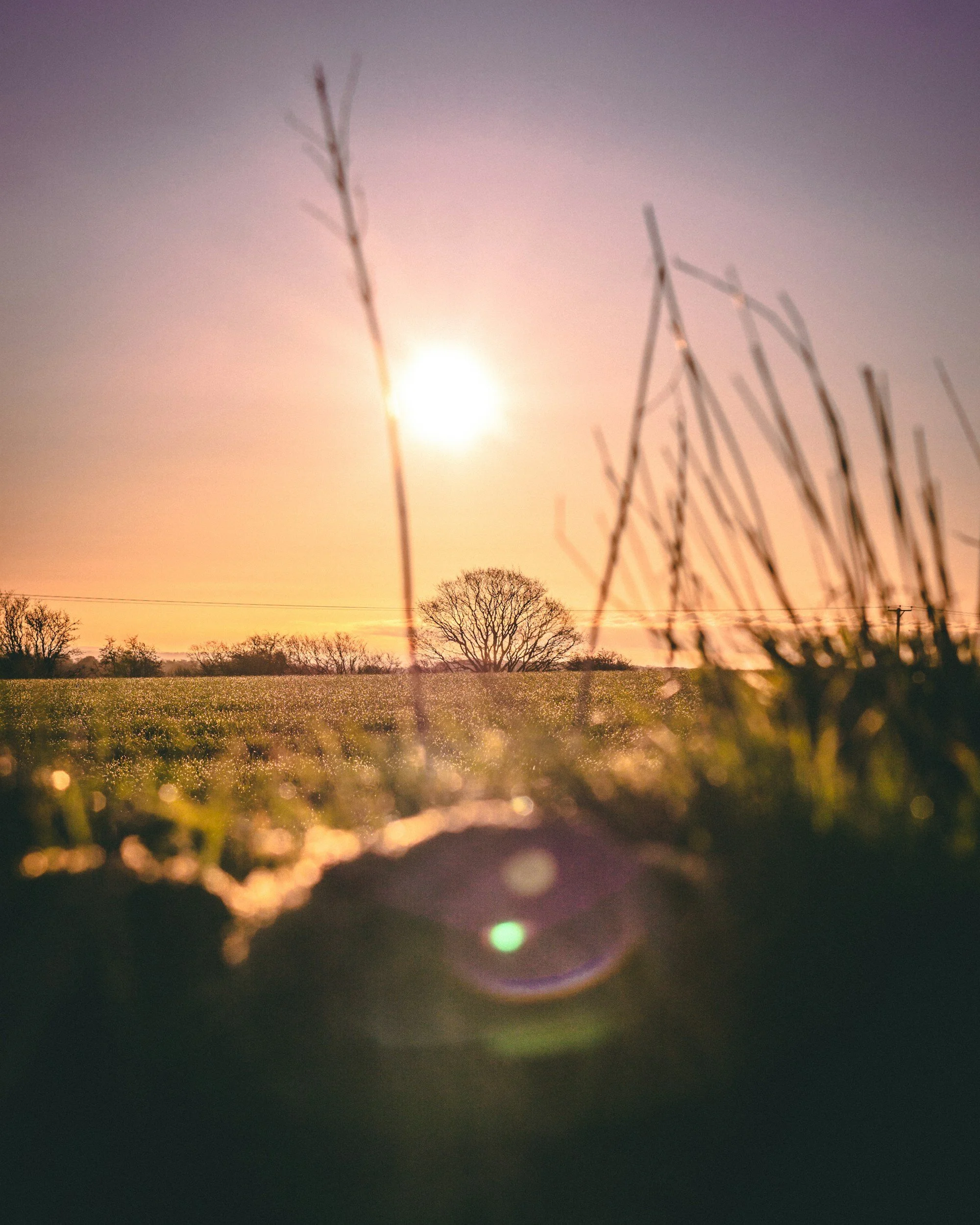 Sunset over a field with bare trees in the distance, blurred grass in the foreground, and lens flare.