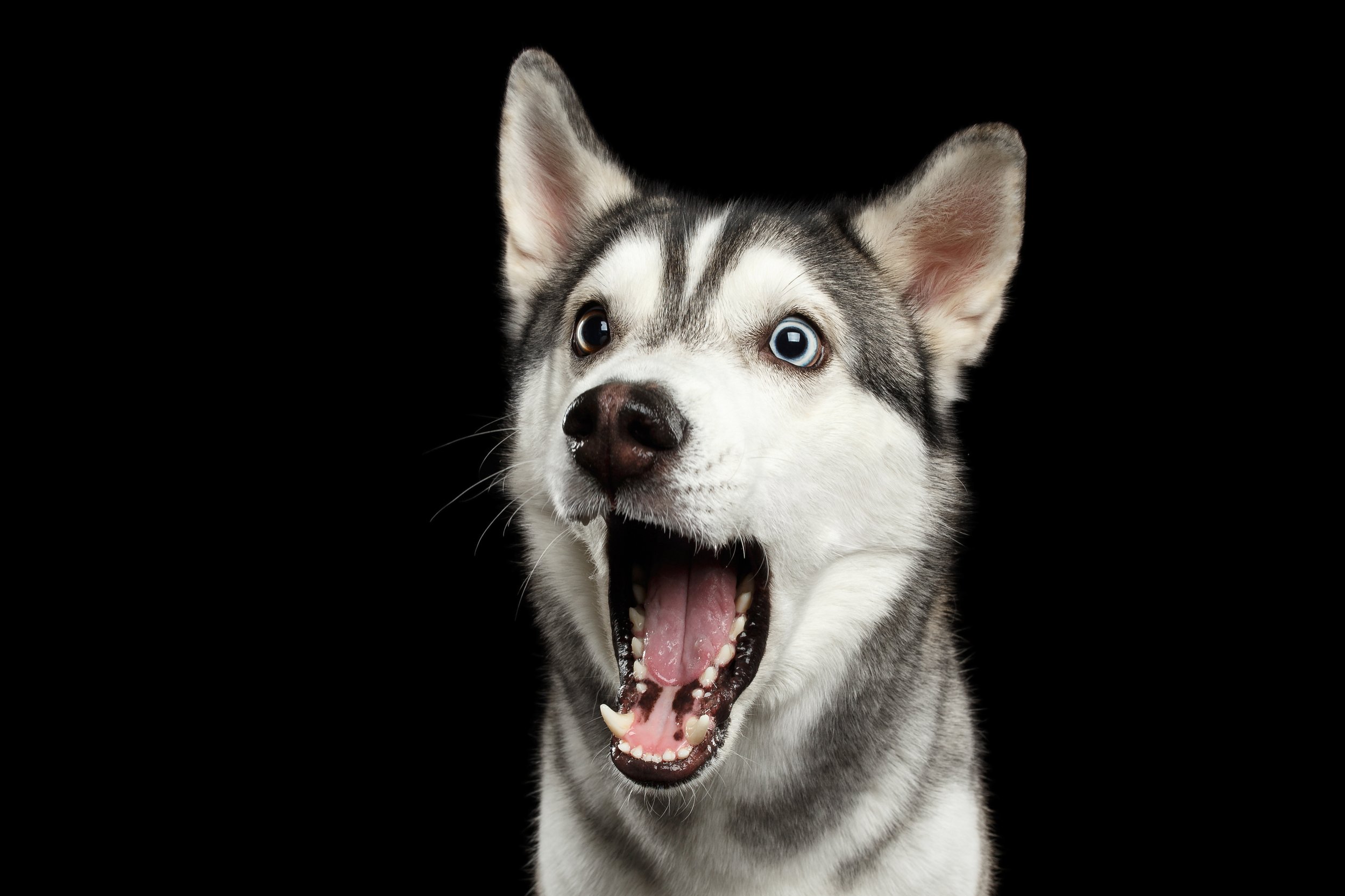 Toutes les raisons sont bonnes pour abandonner son animal!