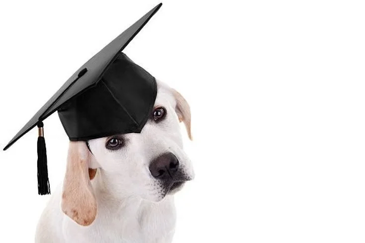 Quelle est LA meilleure méthode en éducation canine?
