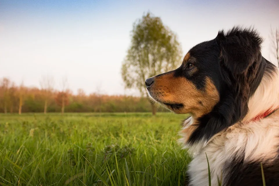 Comment choisir son intervenant en comportement canin?