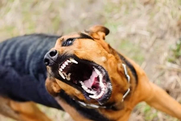 Comment rendre un chien agressif?