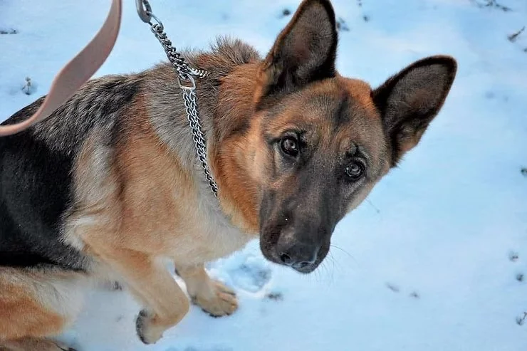 Comment bien étrangler son chien?