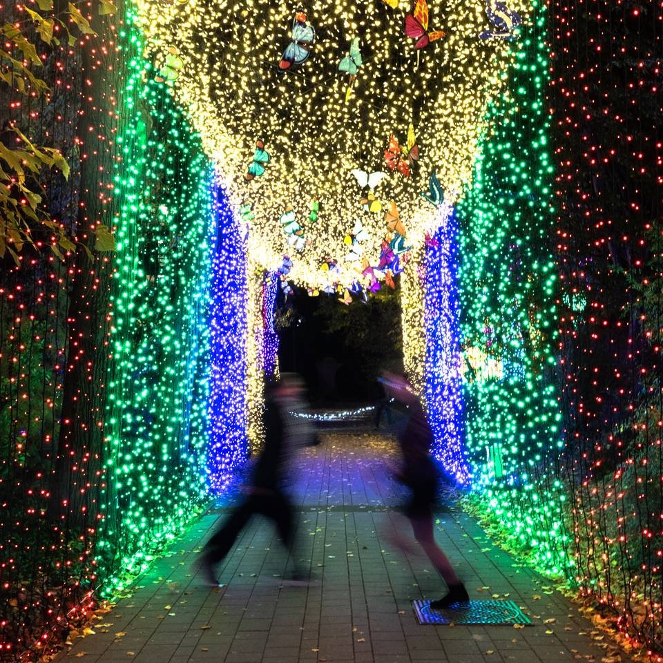 garden of lights.jpg