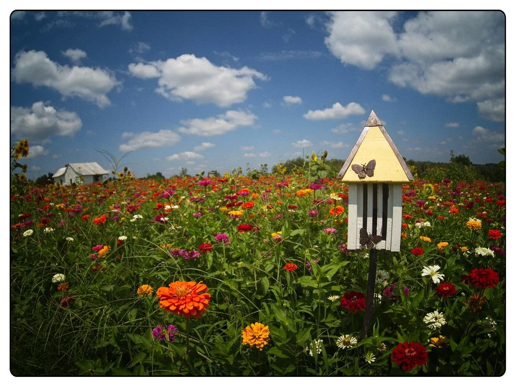 Butterfly house in a field of zinnias