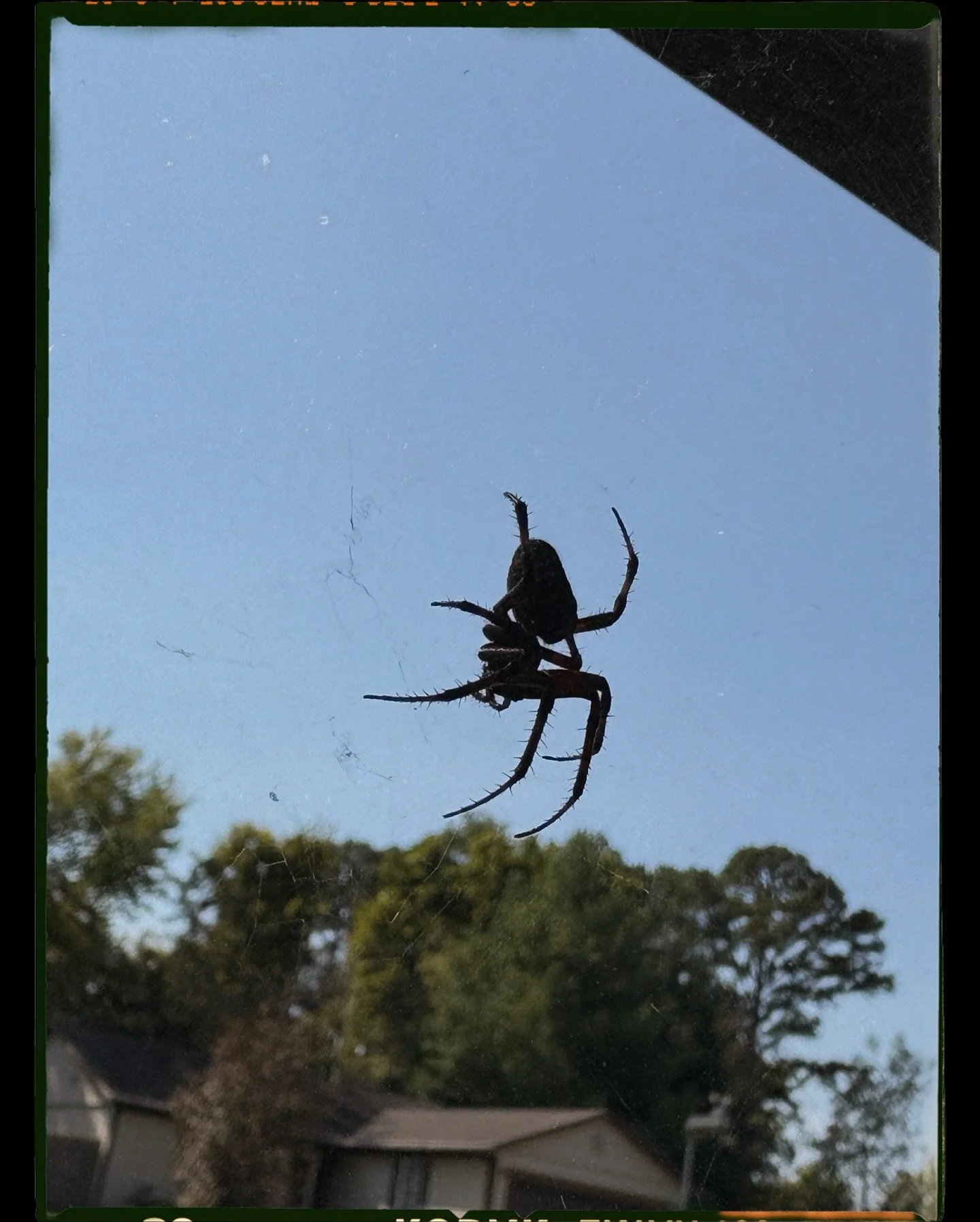 ๐ธ๏ธ๐ท๏ธSpider Pics ๐ธ๐ธ๏ธ