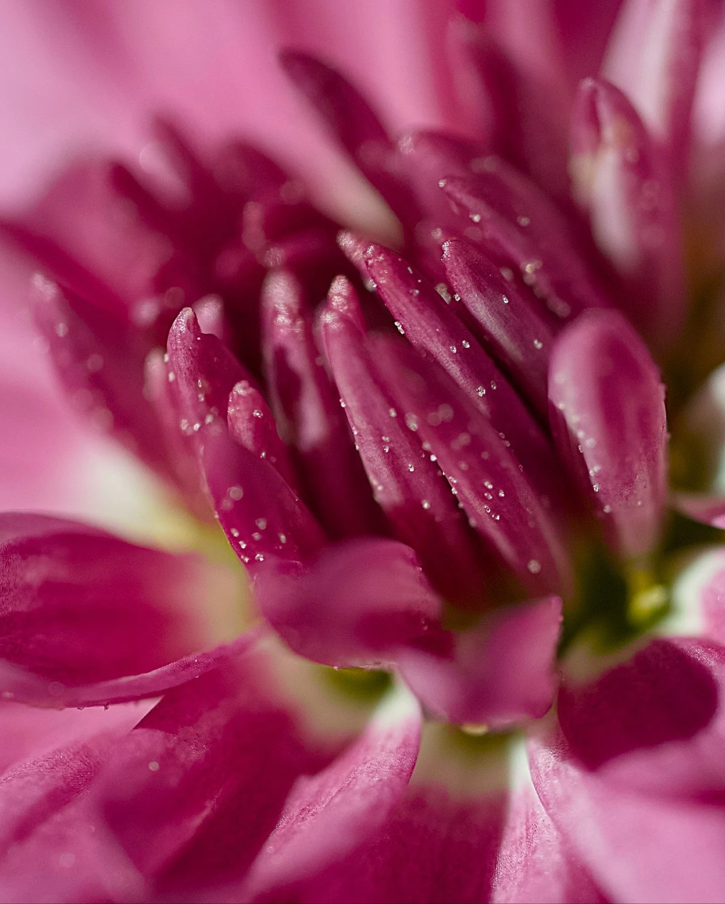 ๐ฎ๐ธFall Chrysanthemum macro shots
๐ท: Olympus E-PL10 w/ TTArtisan 40mm ƒ/2.8 macro lens
Scientific name: Chrysanthemum
Family: Asteraceae
Order: Asterales
Kingdom: Plantae
Tribe: Anthemideae
#macro
#ttartisan
#Chrysanthemum
#mums
#microfourt