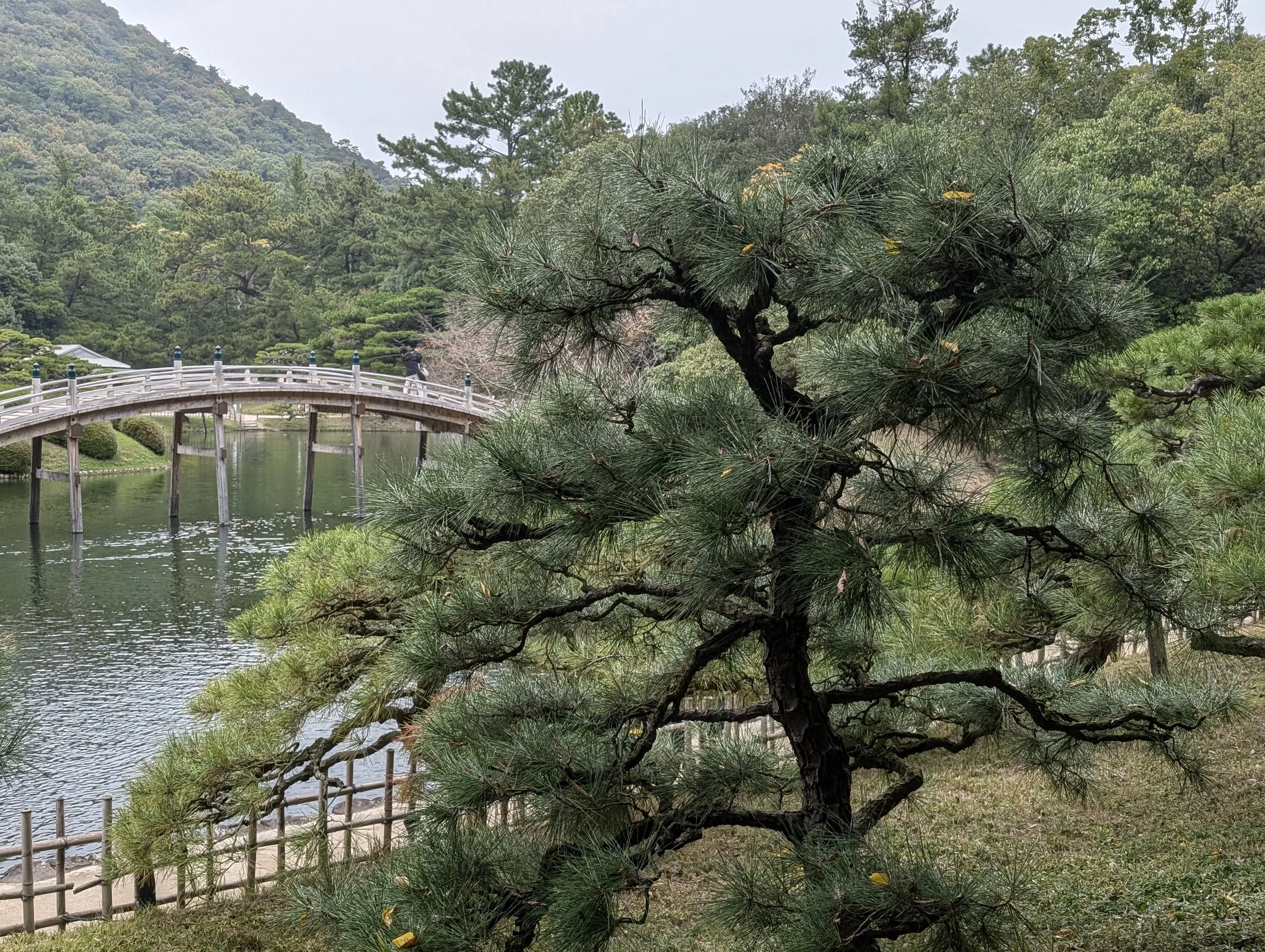 A traditional Japanese garden with a pond, a wooden arched bridge, a pine tree in the foreground, and green hills and trees in the background.