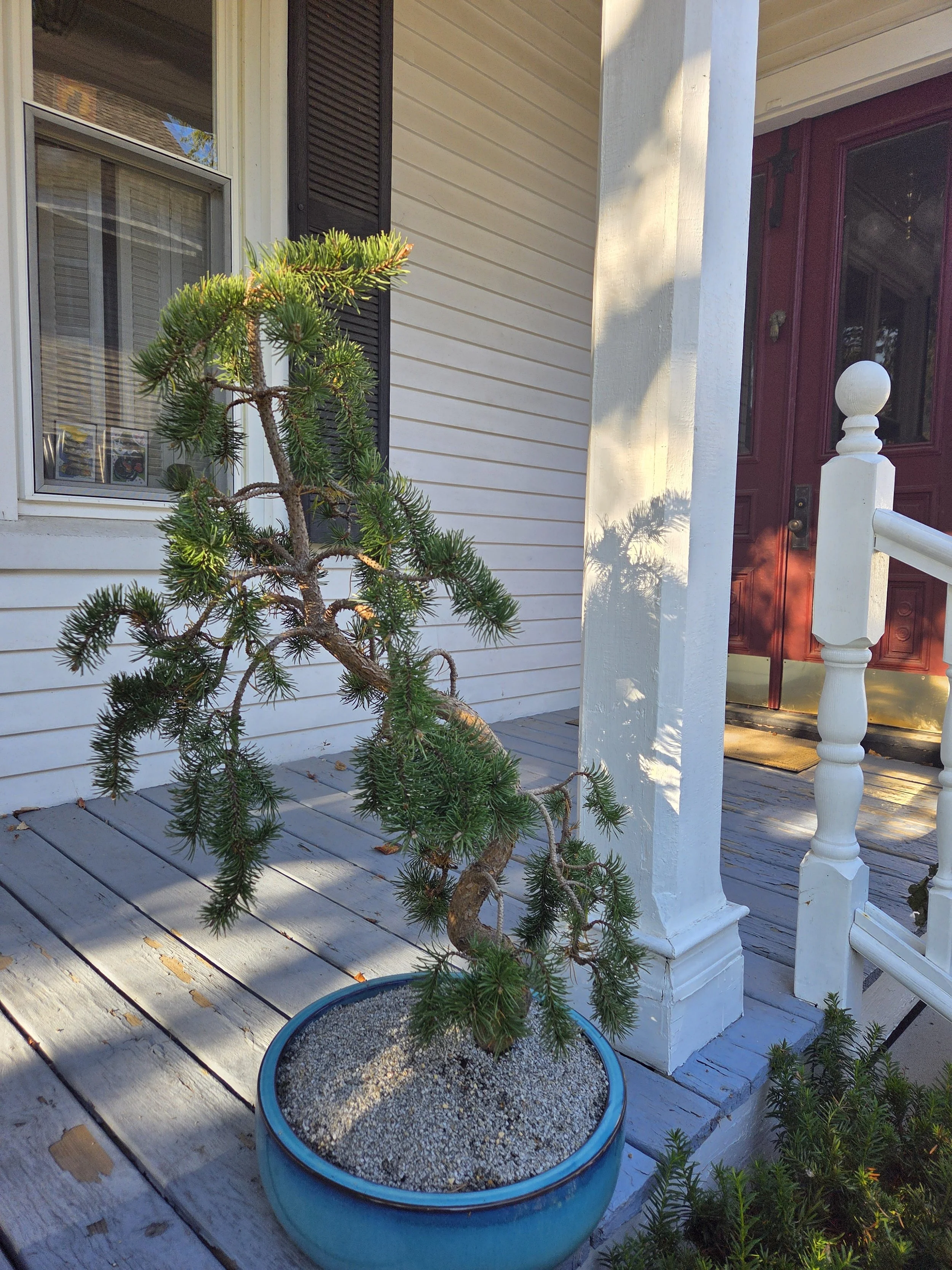 Bonsai in training, Gardiner, ME