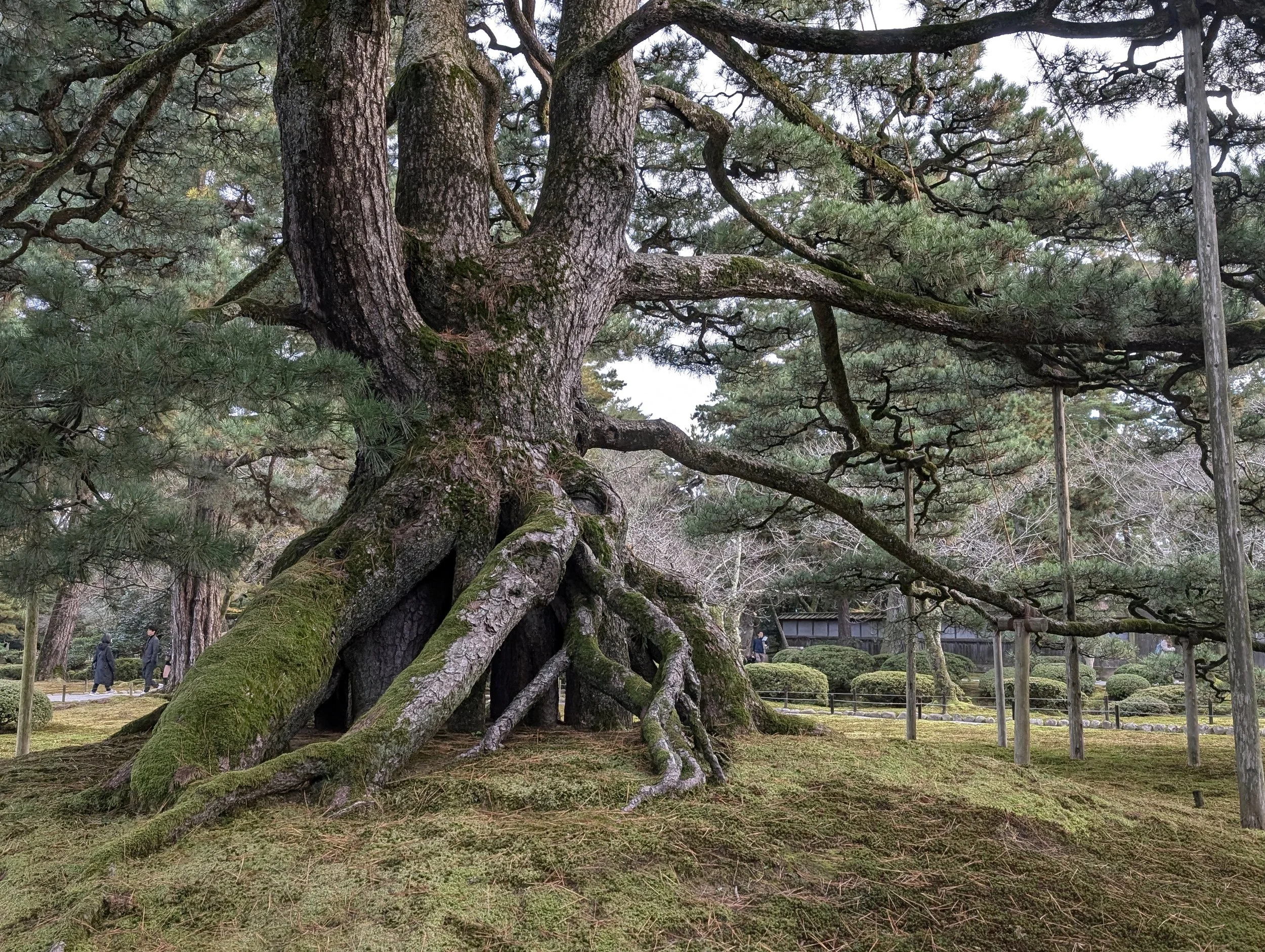 A large, ancient tree with sprawling roots covered in moss, supported by wooden poles, in a traditional Japanese garden with manicured bushes and a few visitors in the background.