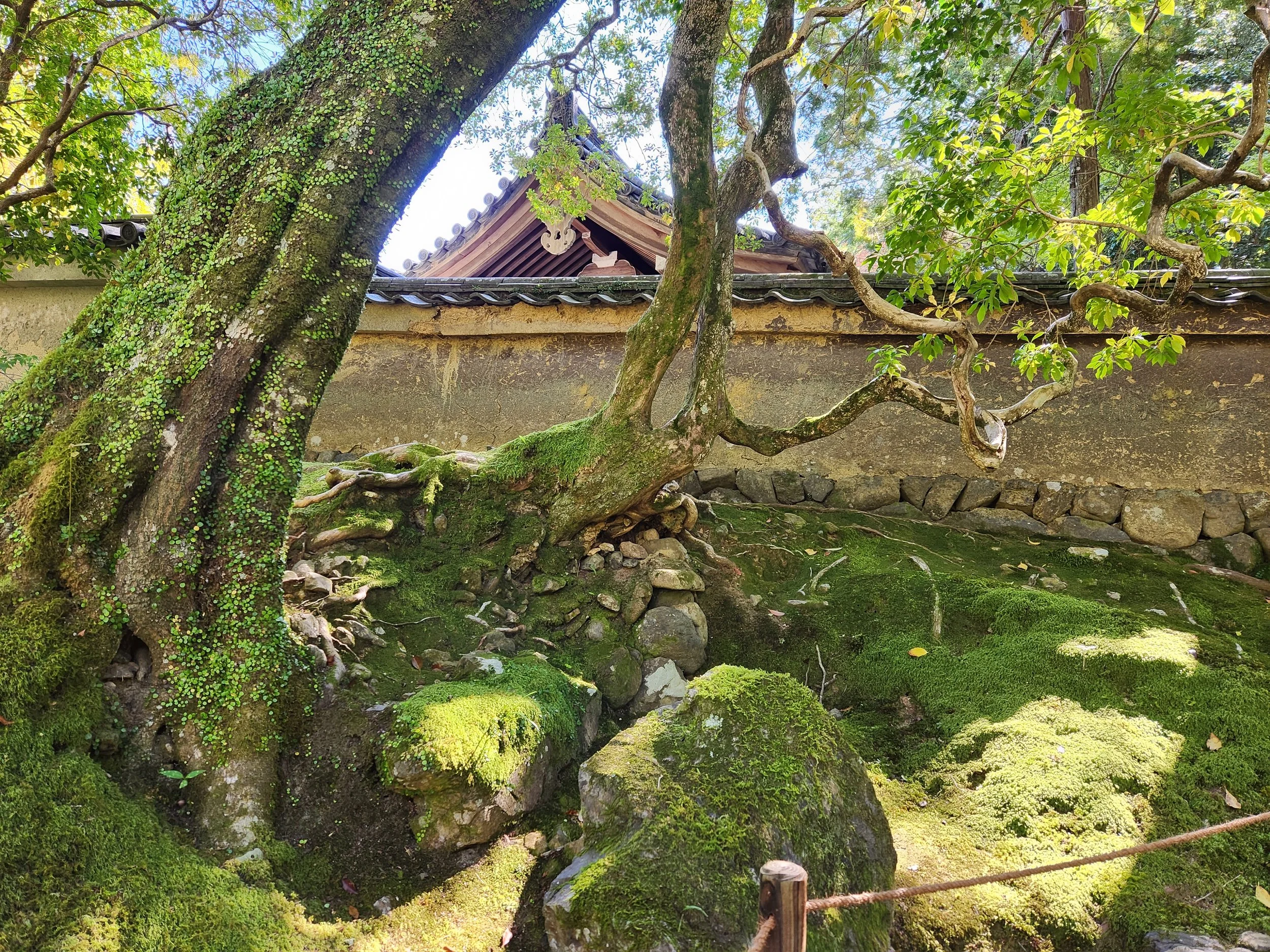 A moss-covered landscape with a large, twisting tree trunk leaning against a stone wall. The ground is covered with moss and rocks, and there is a traditional building with a tiled roof in the background.