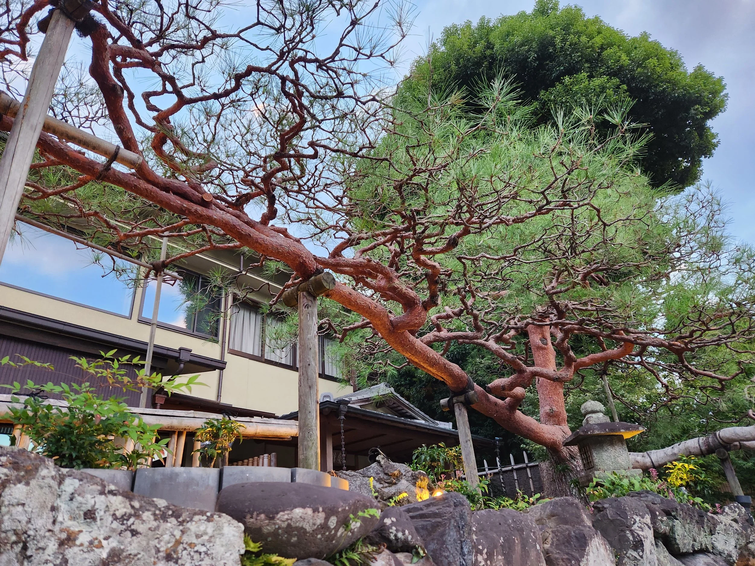 An incredible example of a niwaki Pine, Arashiyama