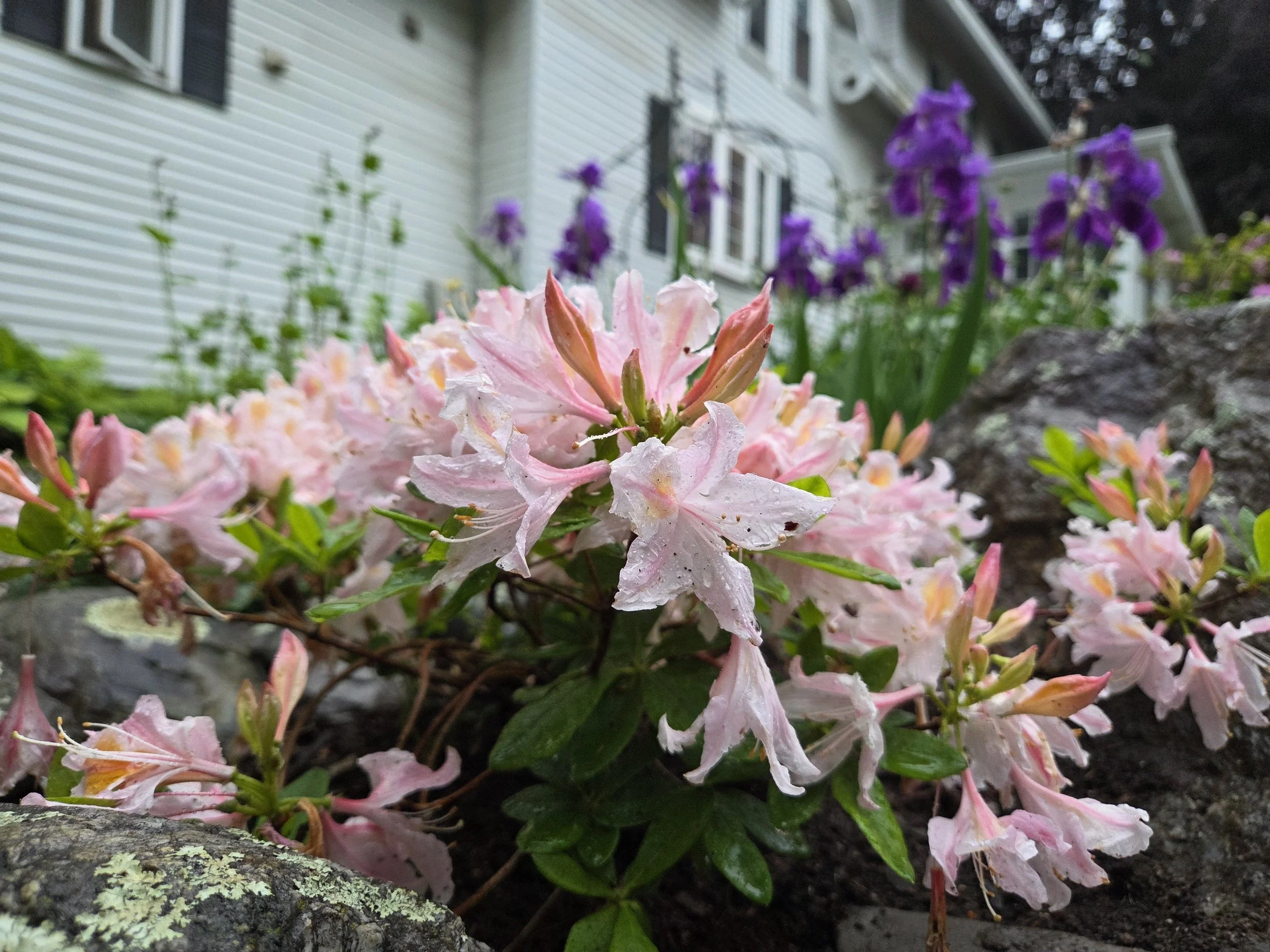 Rock garden plantings, Gardiner, ME