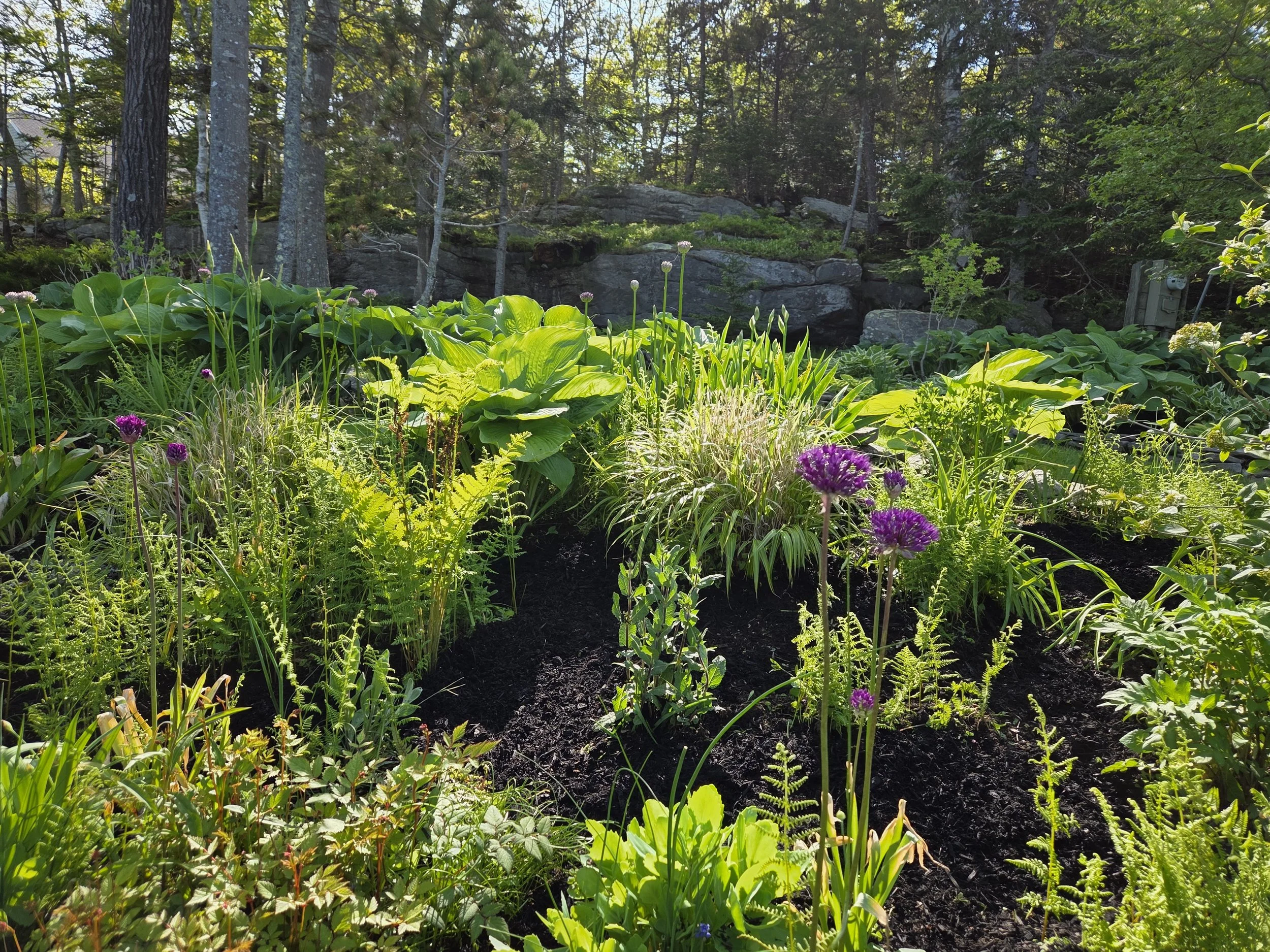 A garden with tall purple flowers among green plants, with sunlight filtering through trees in the background.