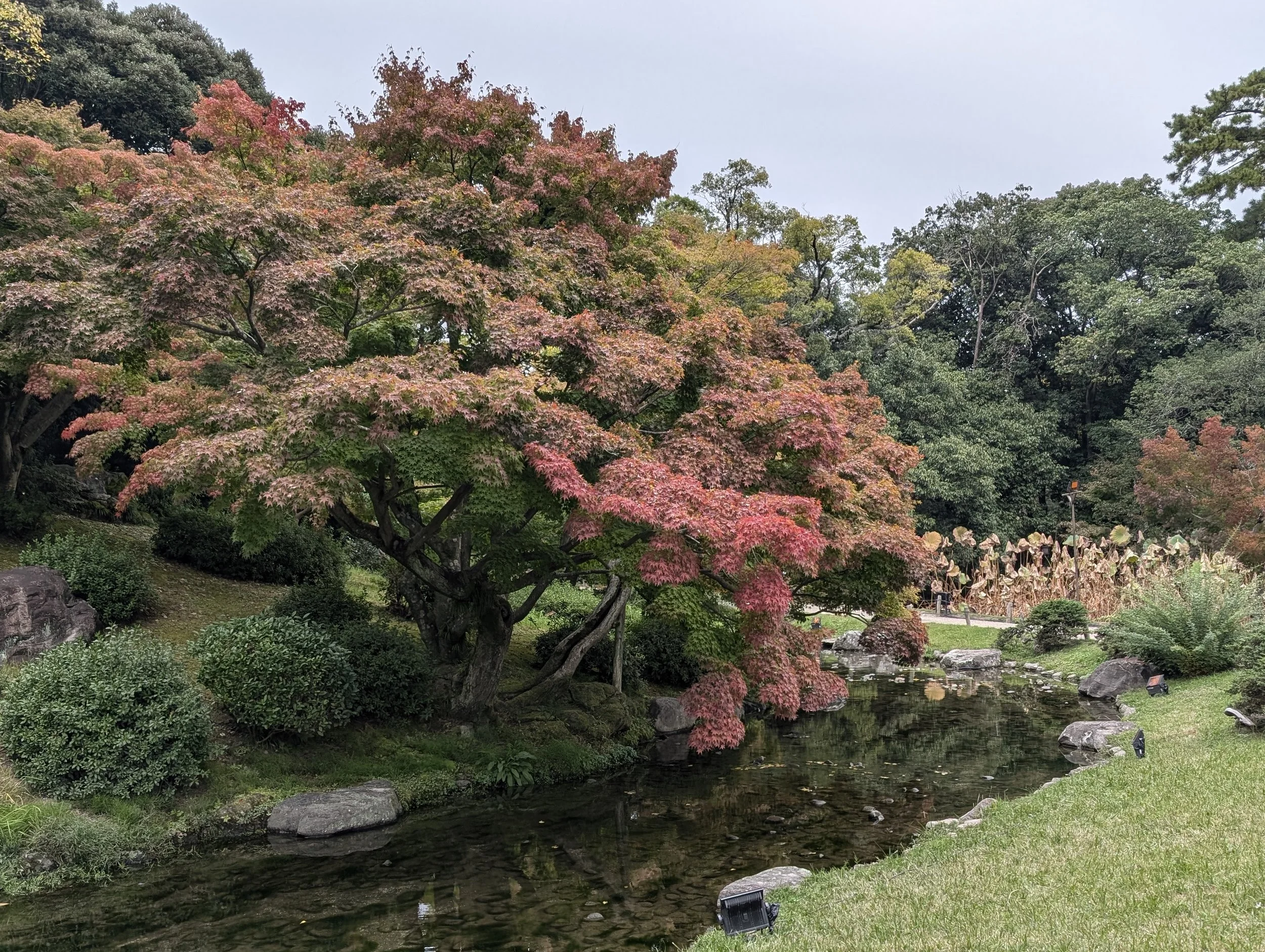 A peaceful garden scene featuring a large tree with autumn leaves in shades of red, pink, and green near a small pond, surrounded by rocks and various shrubs.