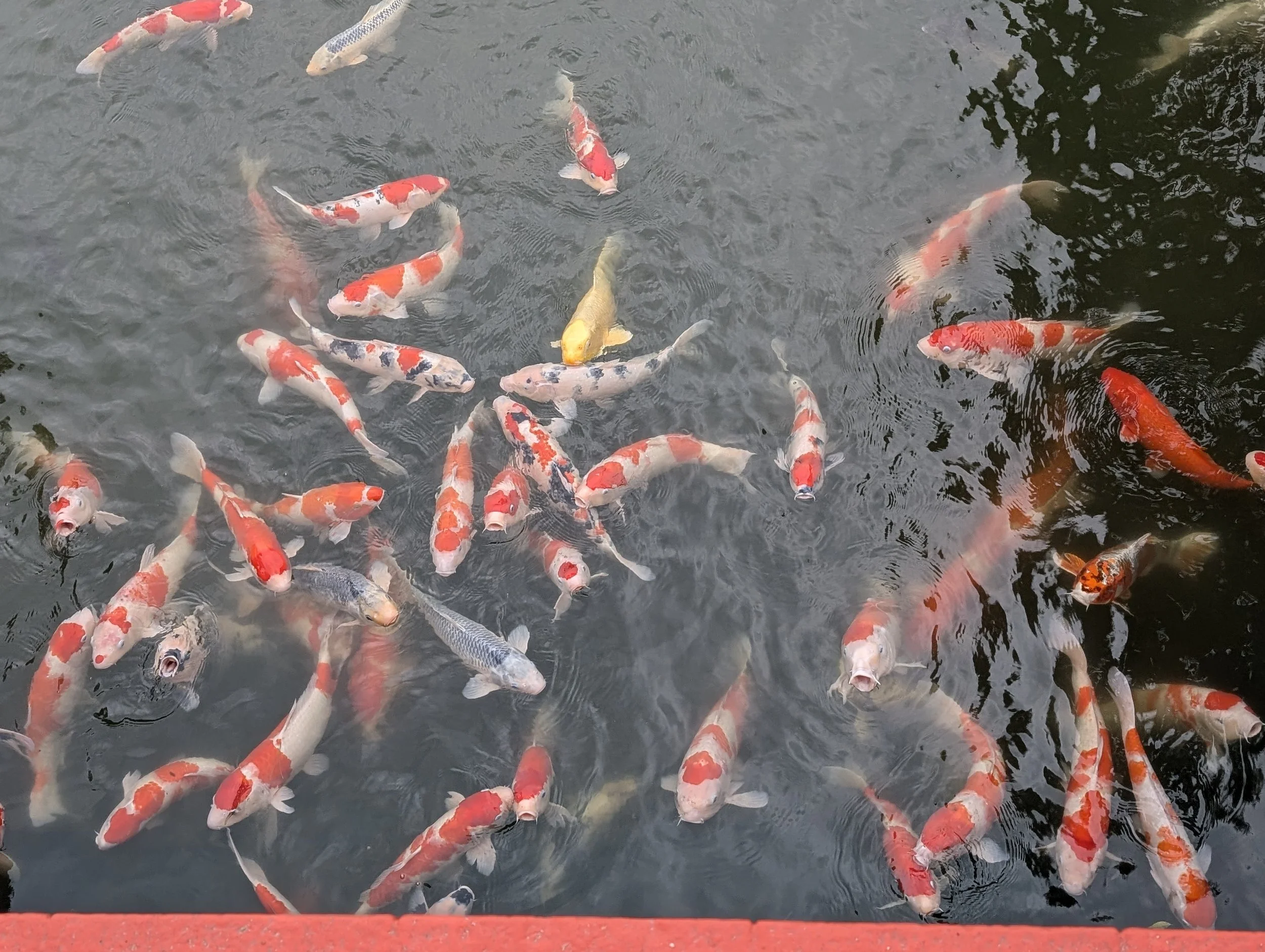 Assorted koi fish swimming in a pond, with some near the water surface and others deeper, featuring colors like orange, white, black, and yellow.