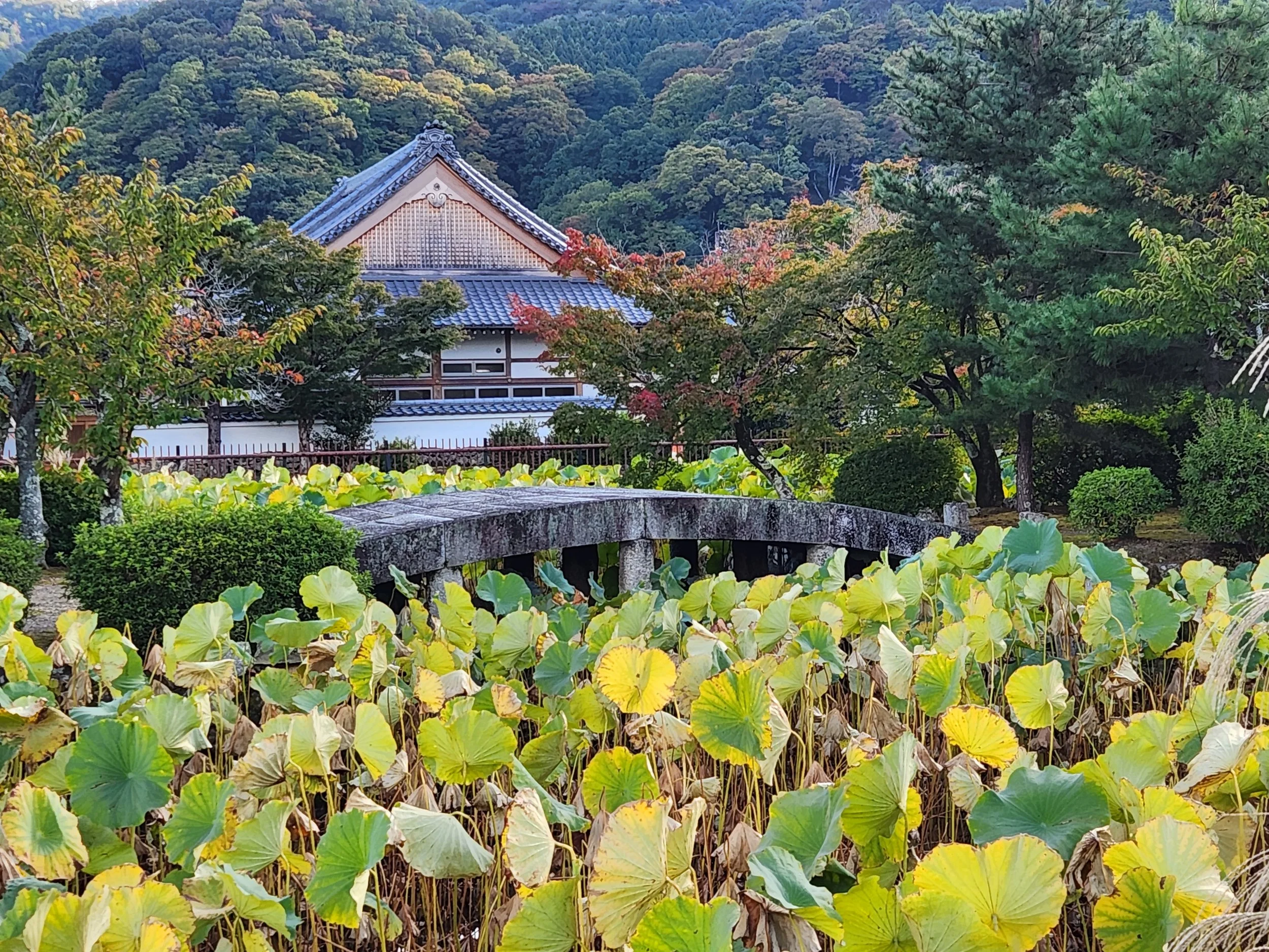 Lotus pond near Tenryju, Arashiyama