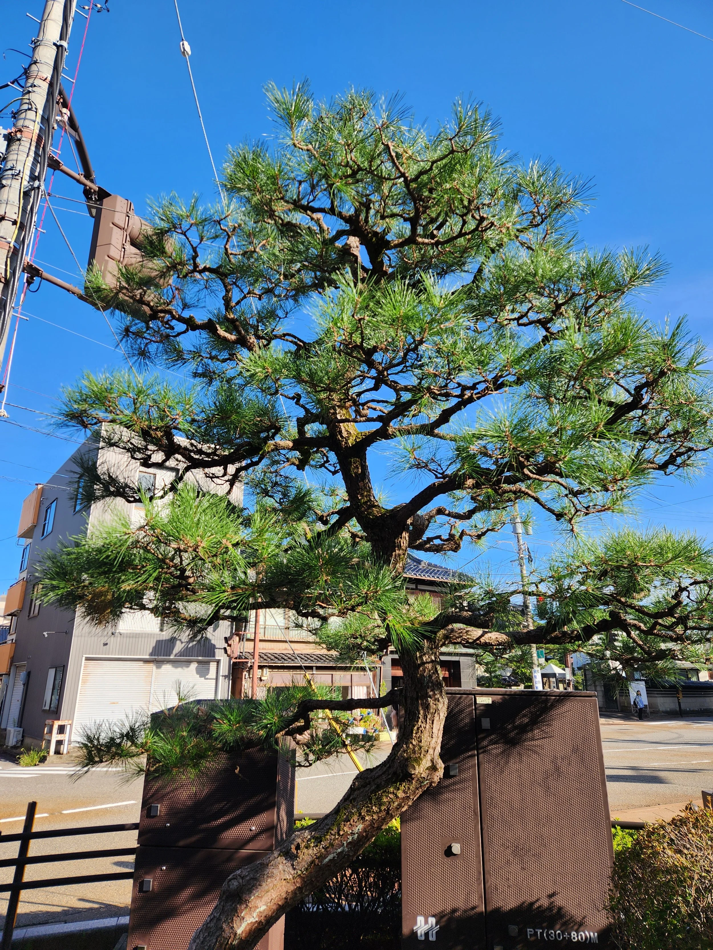 Kanazawa's sidewalks are home to many stately specimens