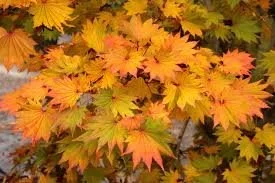 Acer shirasawanum