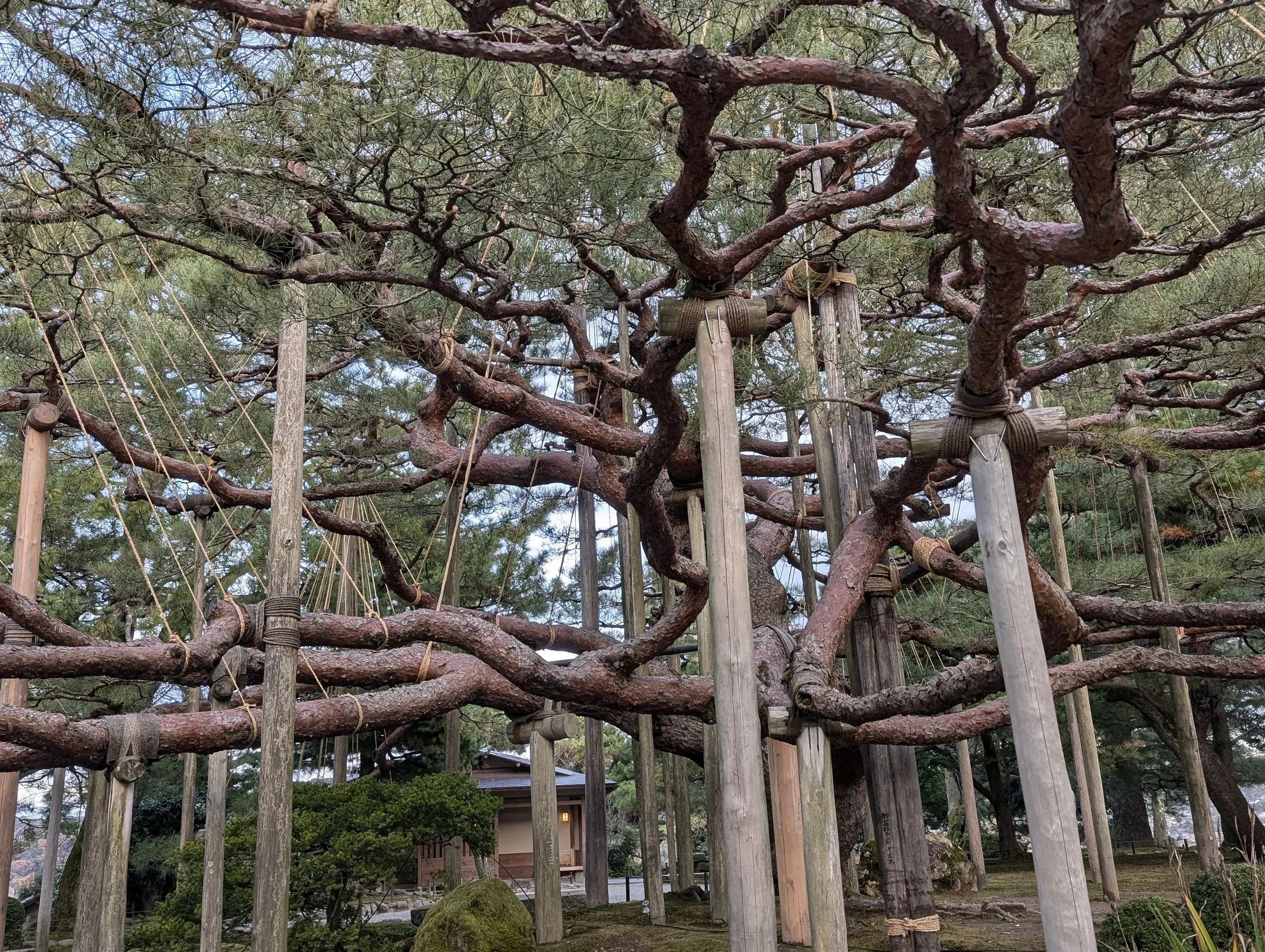 A breathtaking pine, trained for centuries into a sprawling canopy 