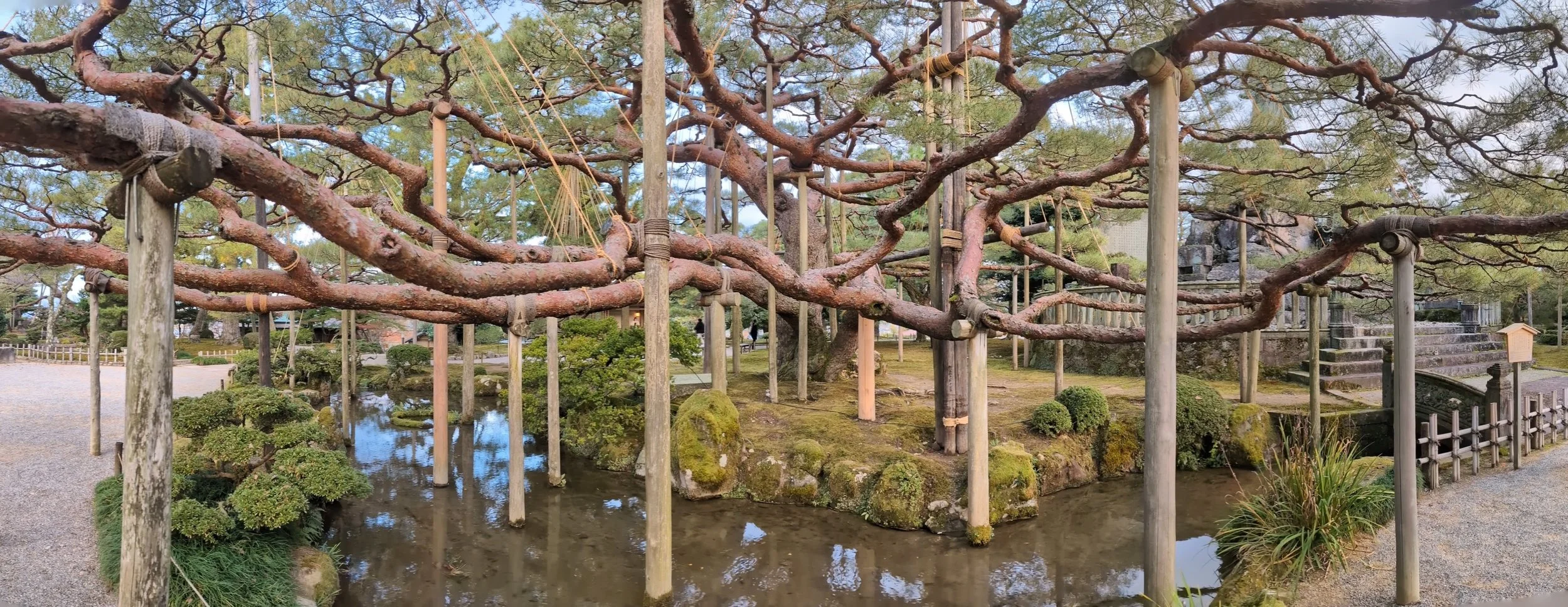 A traditional Japanese garden with a large, wide pine tree supported by wooden poles, over a small pond with rocks and moss, and a gravel path on the side.