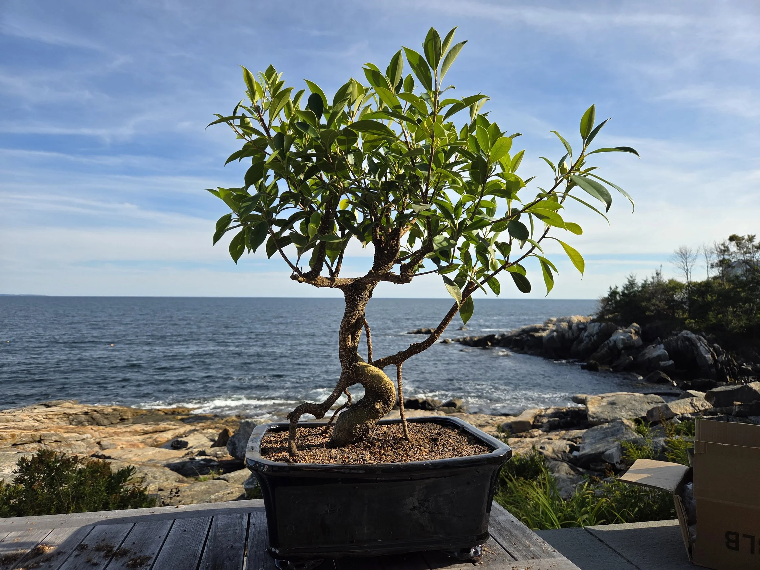 Ficus bonsai training with client in Chamberlain, ME