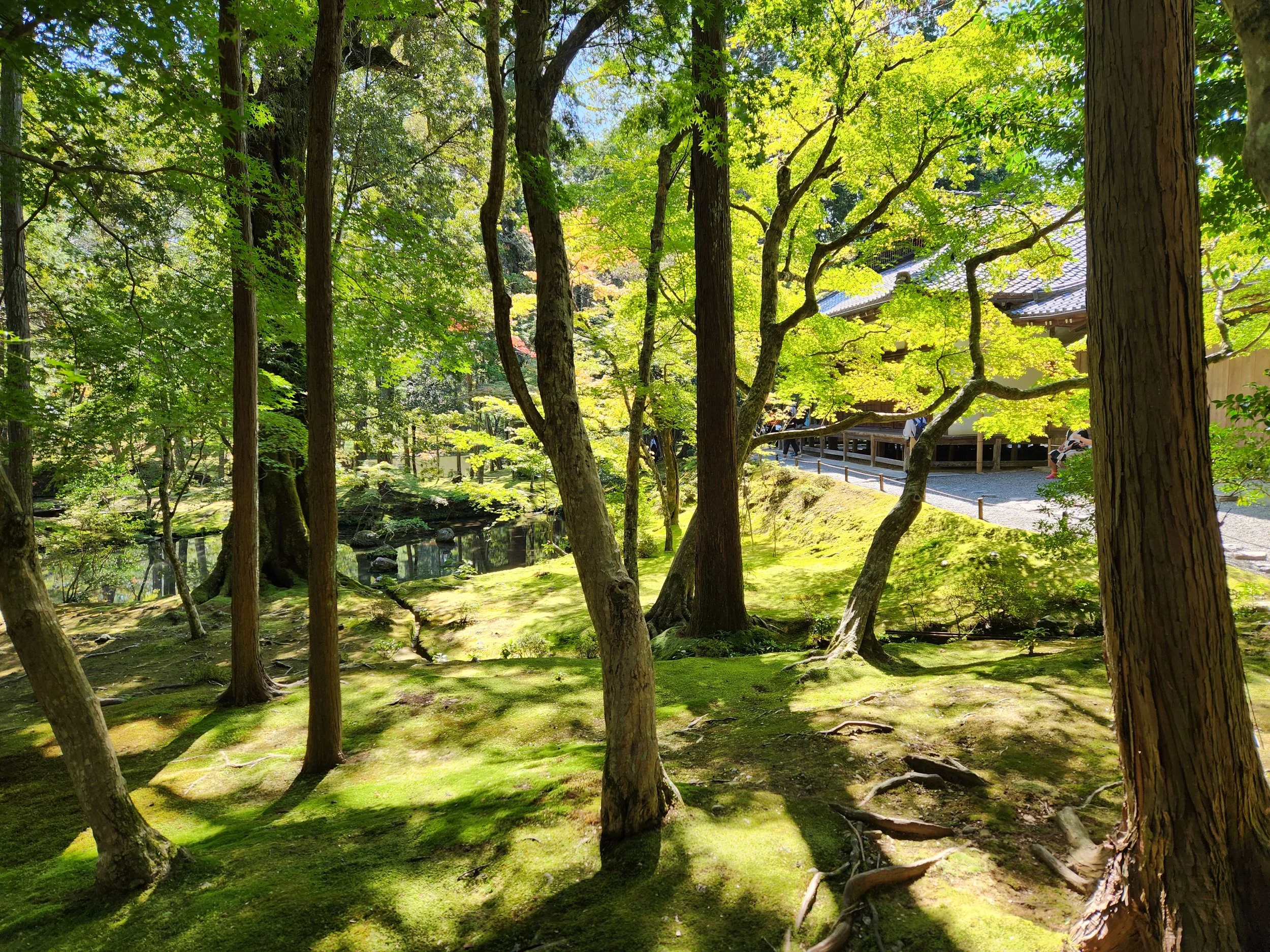 Blankets of moss, swept daily