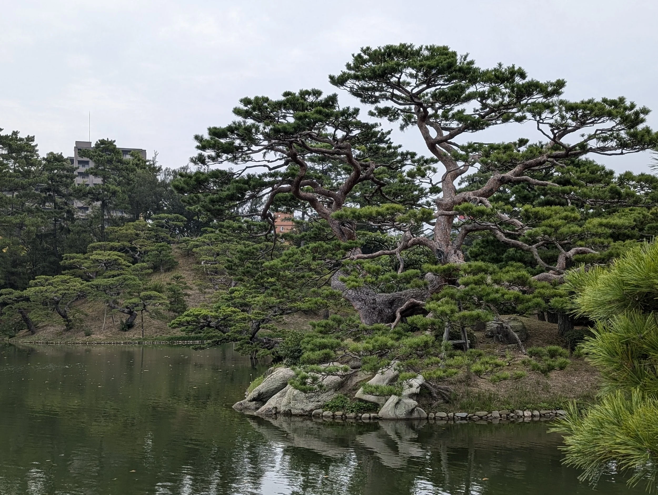 A large pruned pine tree growing on a small rocky island in a pond with a calm water surface, part of a landscaped garden.