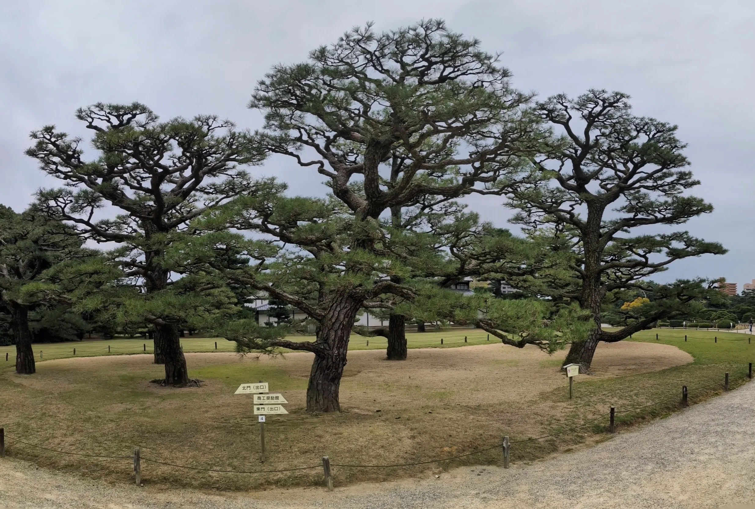 A Japanese garden with three large, sculpted pine trees on a well-maintained lawn, surrounded by a gravel path and small signs, with a cloudy sky overhead.