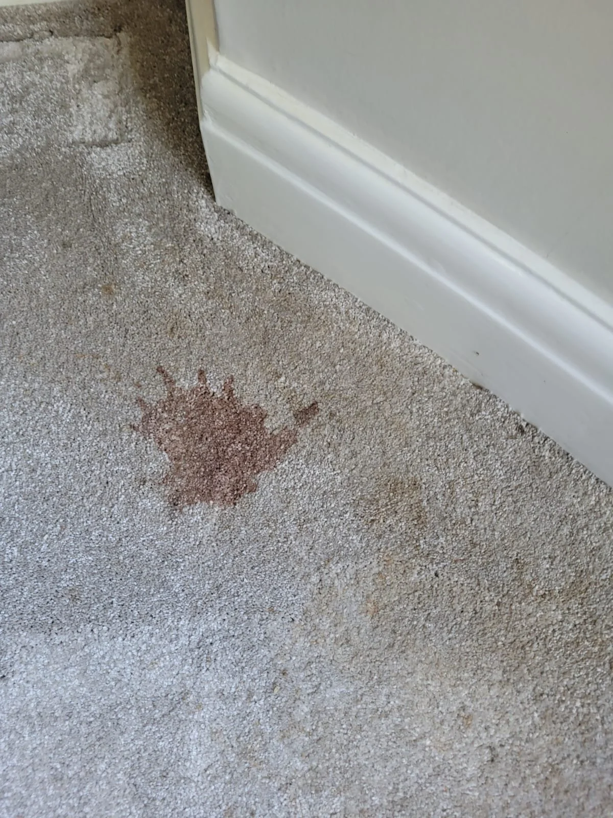A brownish stain on a beige carpet next to a white baseboard near a door.