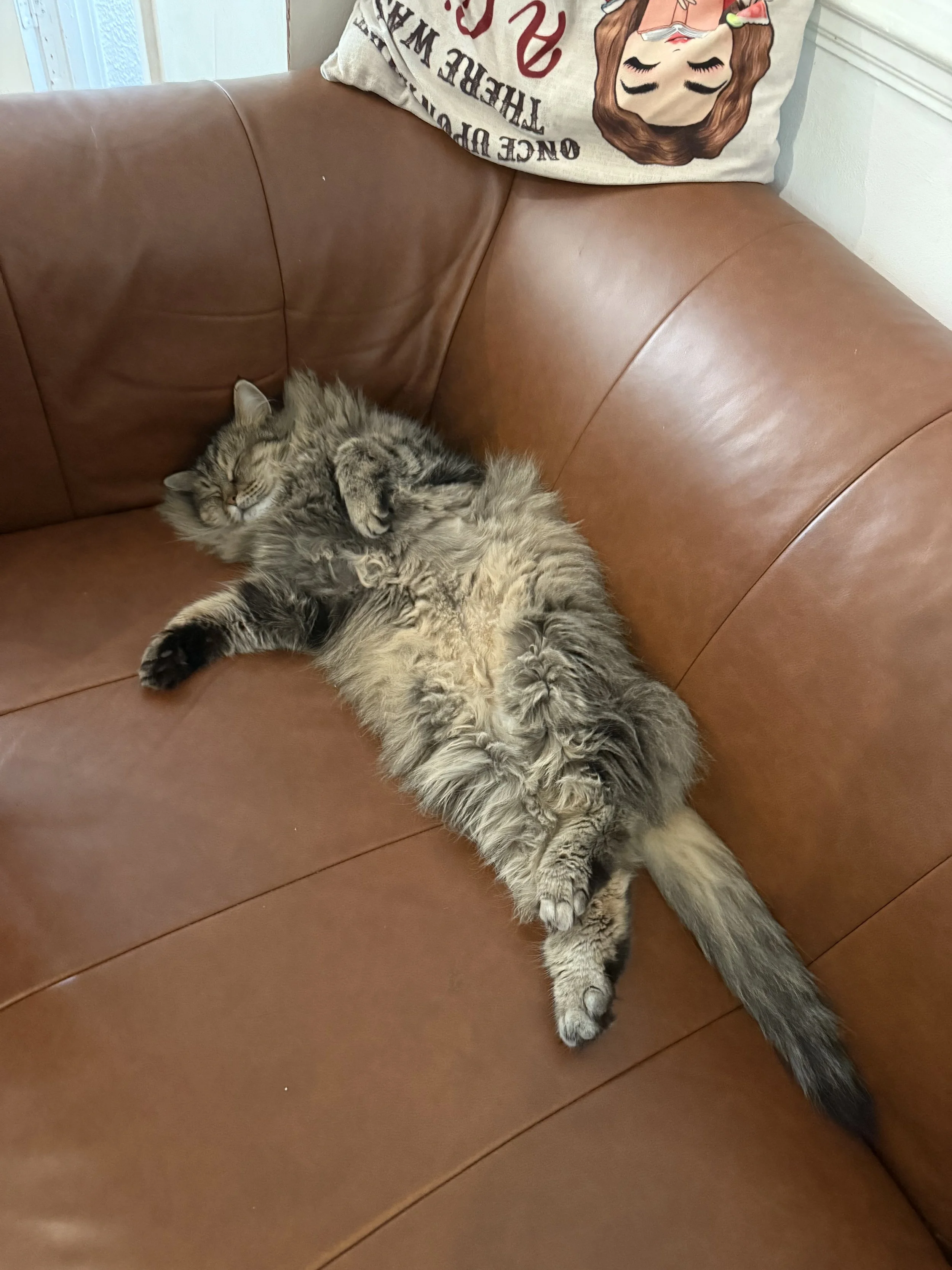 A fluffy gray tabby cat is lying on its back on a brown leather couch with its paws curled, appearing to be sleeping.