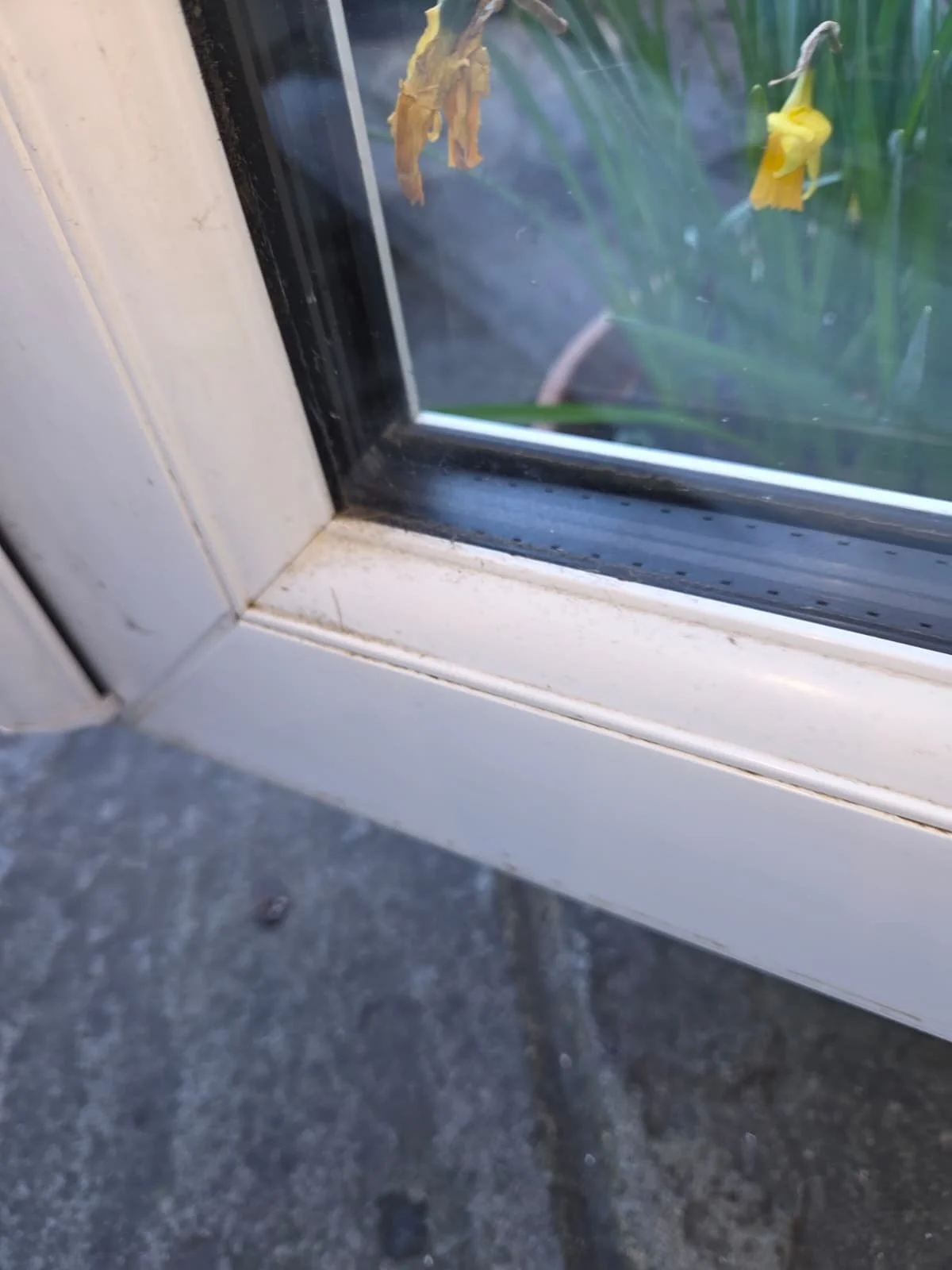 Close-up view of a white window frame with some dirt and a small crack, showing a garden with yellow flowers outside.