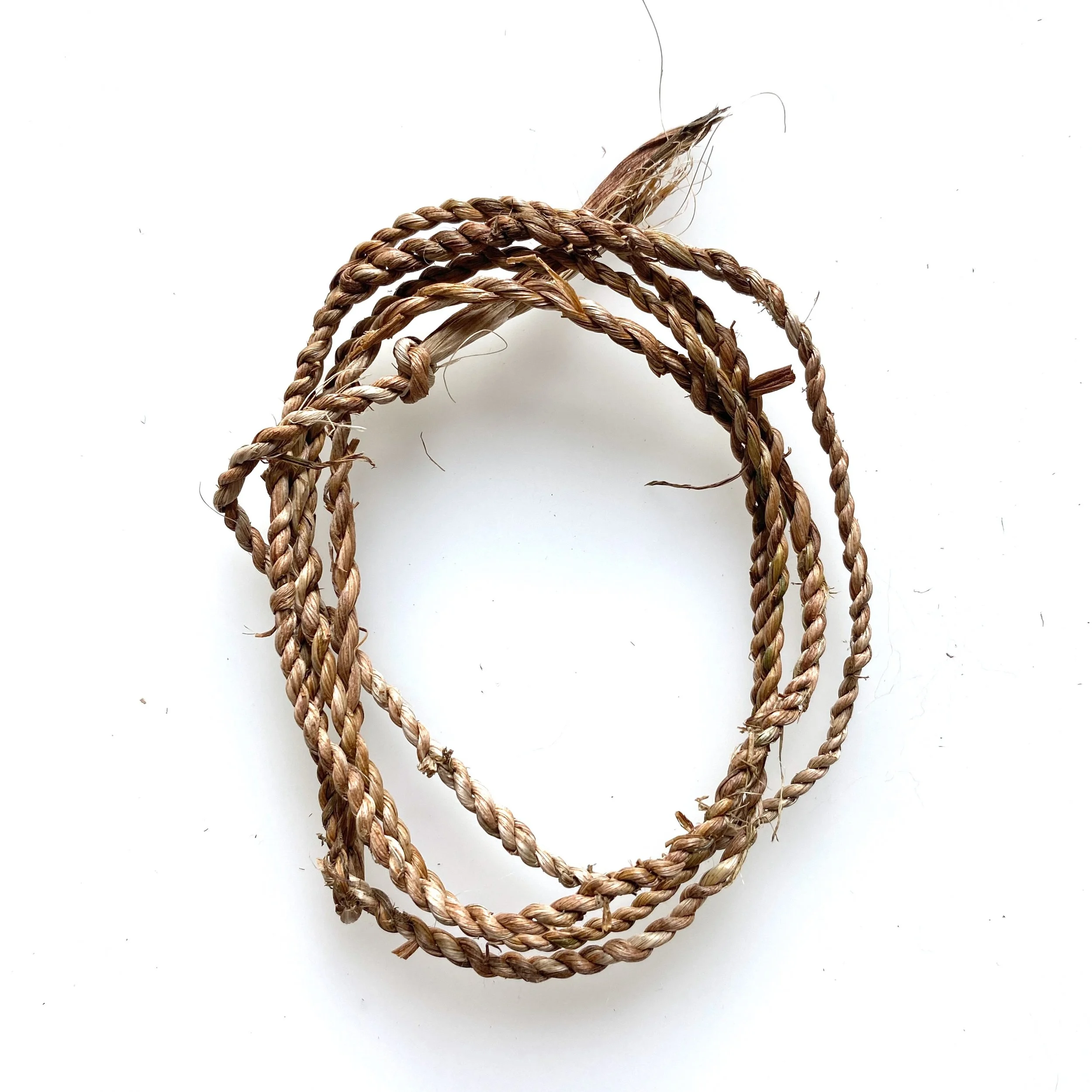 Bruine daglelie blad 02.jpeg