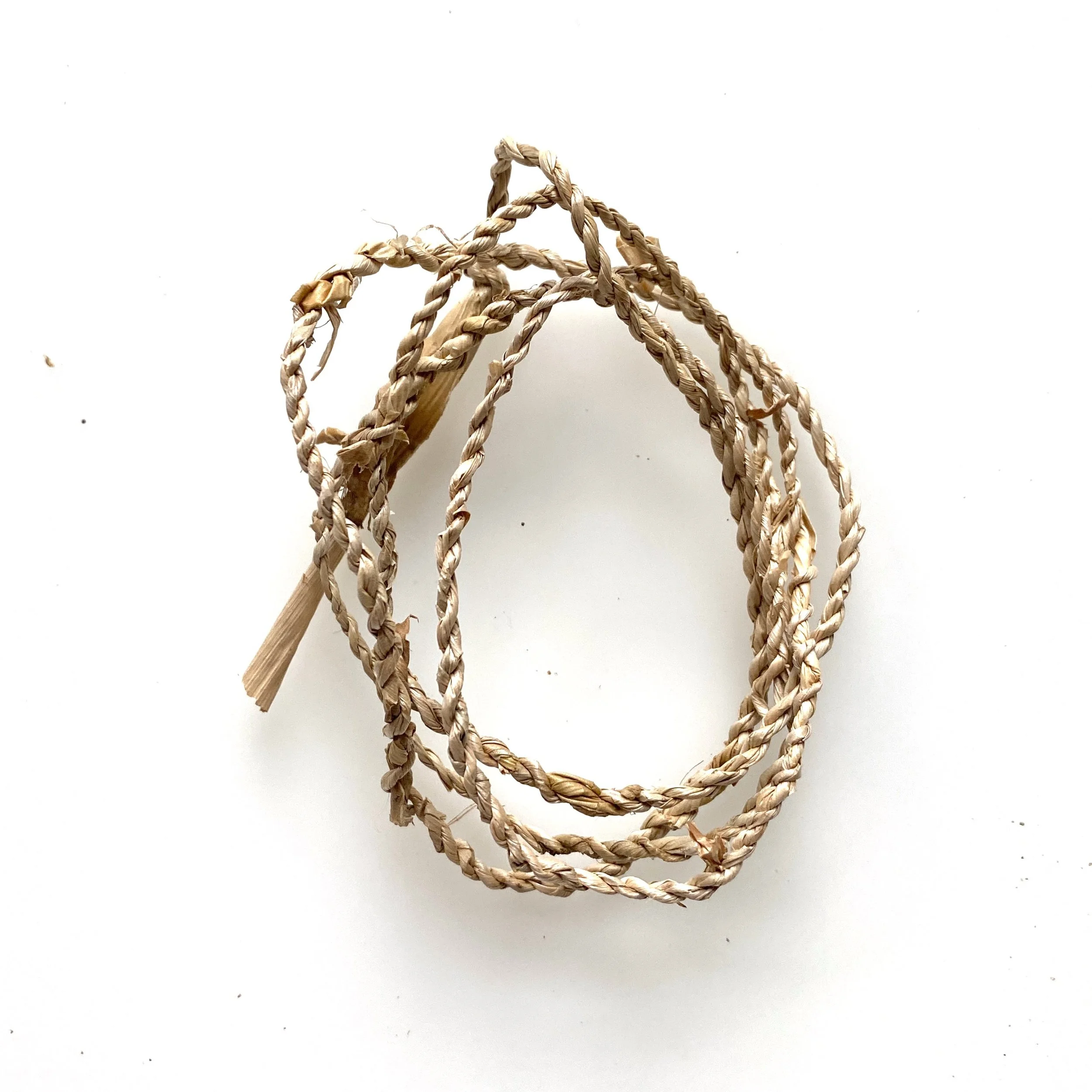 Cactus plant draad.jpeg