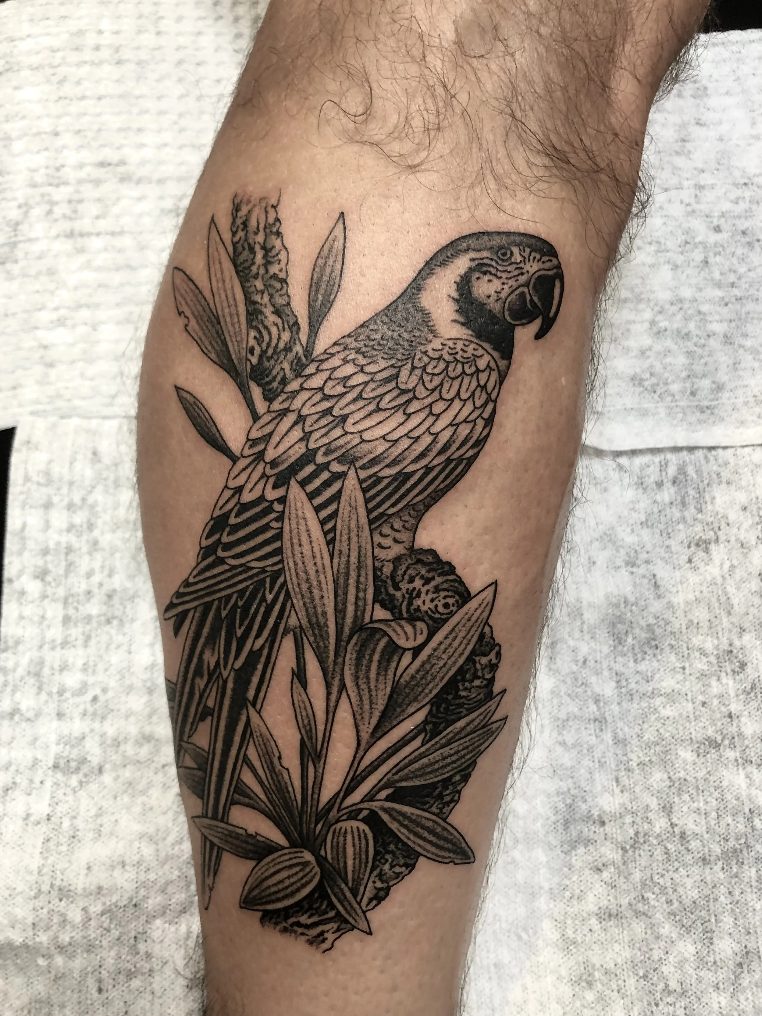 Black and gray tattoo of a parrot perched on a branch with leaves.