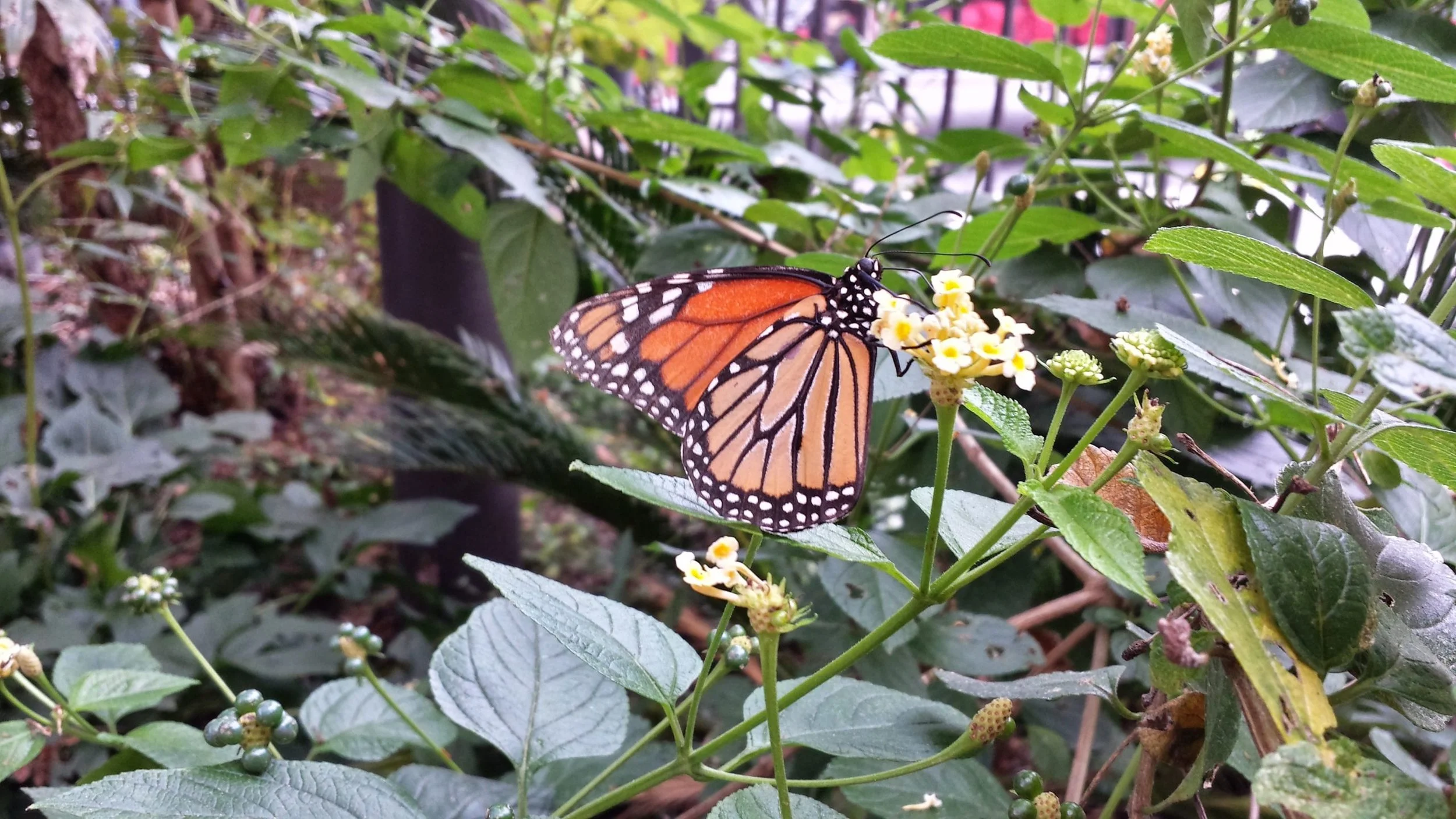 Do We Have Destructive Thought Patterns P1 (#120)