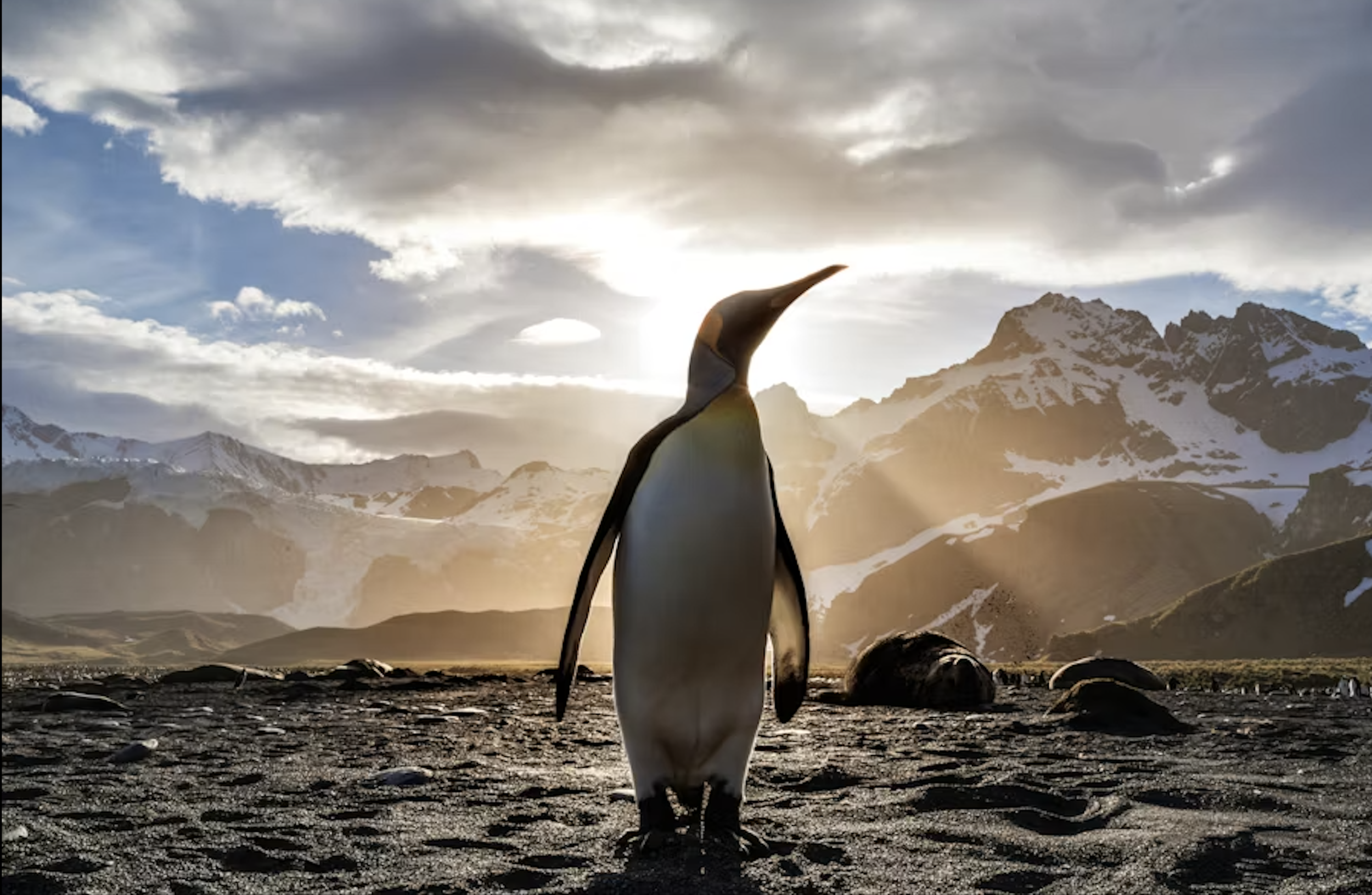 When the Penguin Left His Waddle (and Found His Higher Ground) (#332)