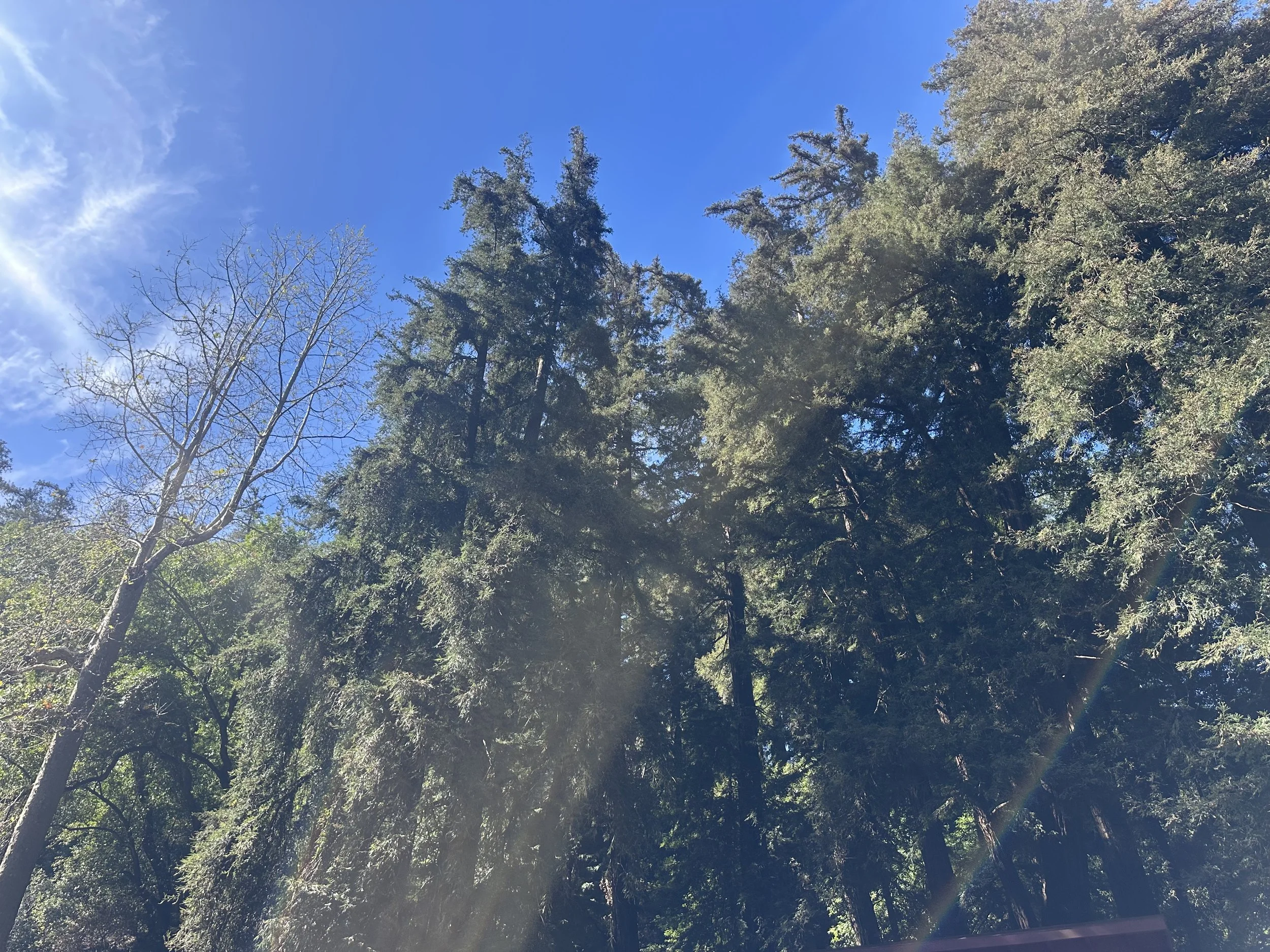 big sur trees.jpeg
