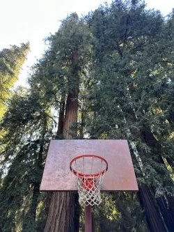 alloutdoors-big-sur-basketball-trees.jpg