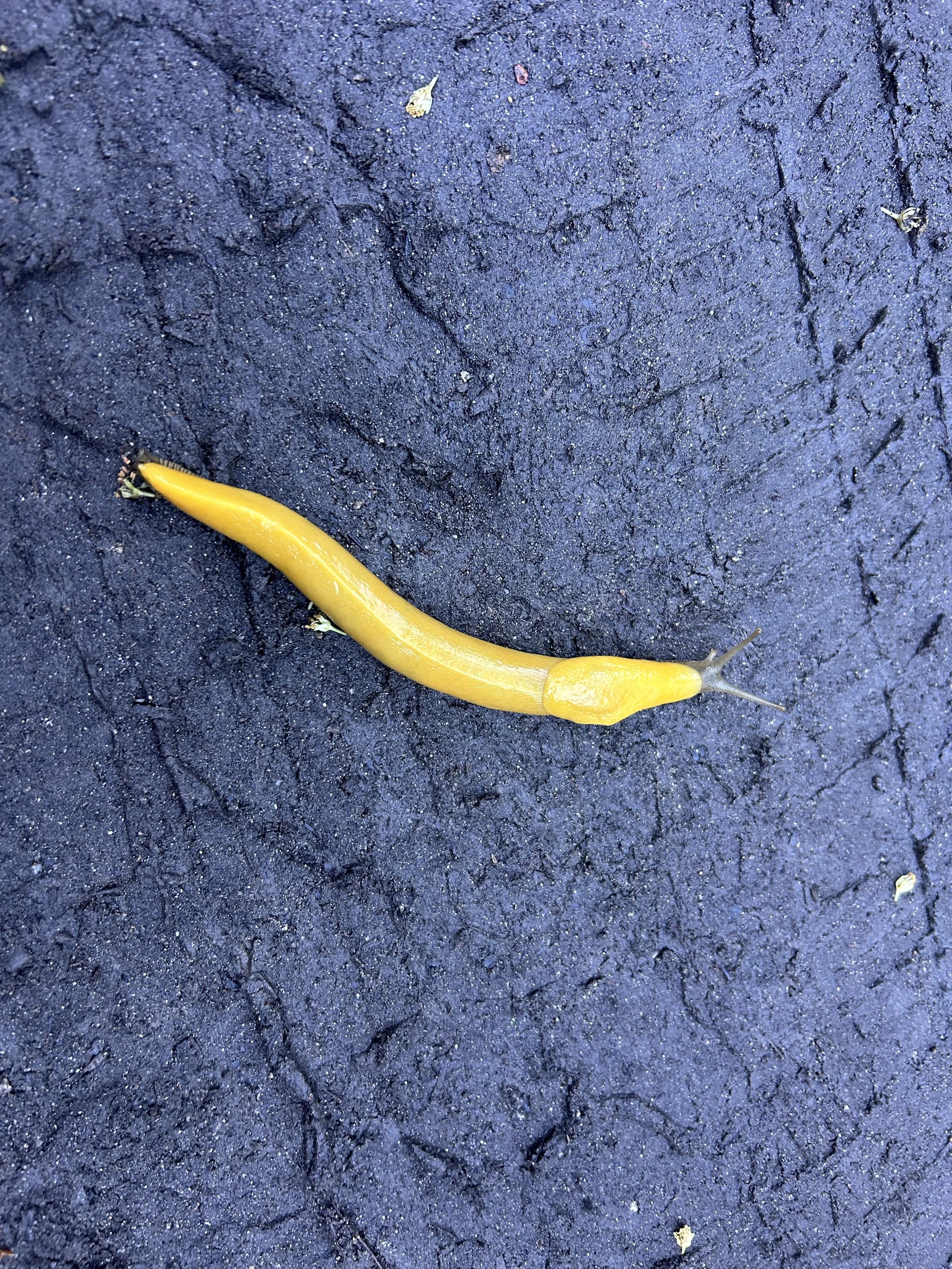 slug on our walk.jpeg