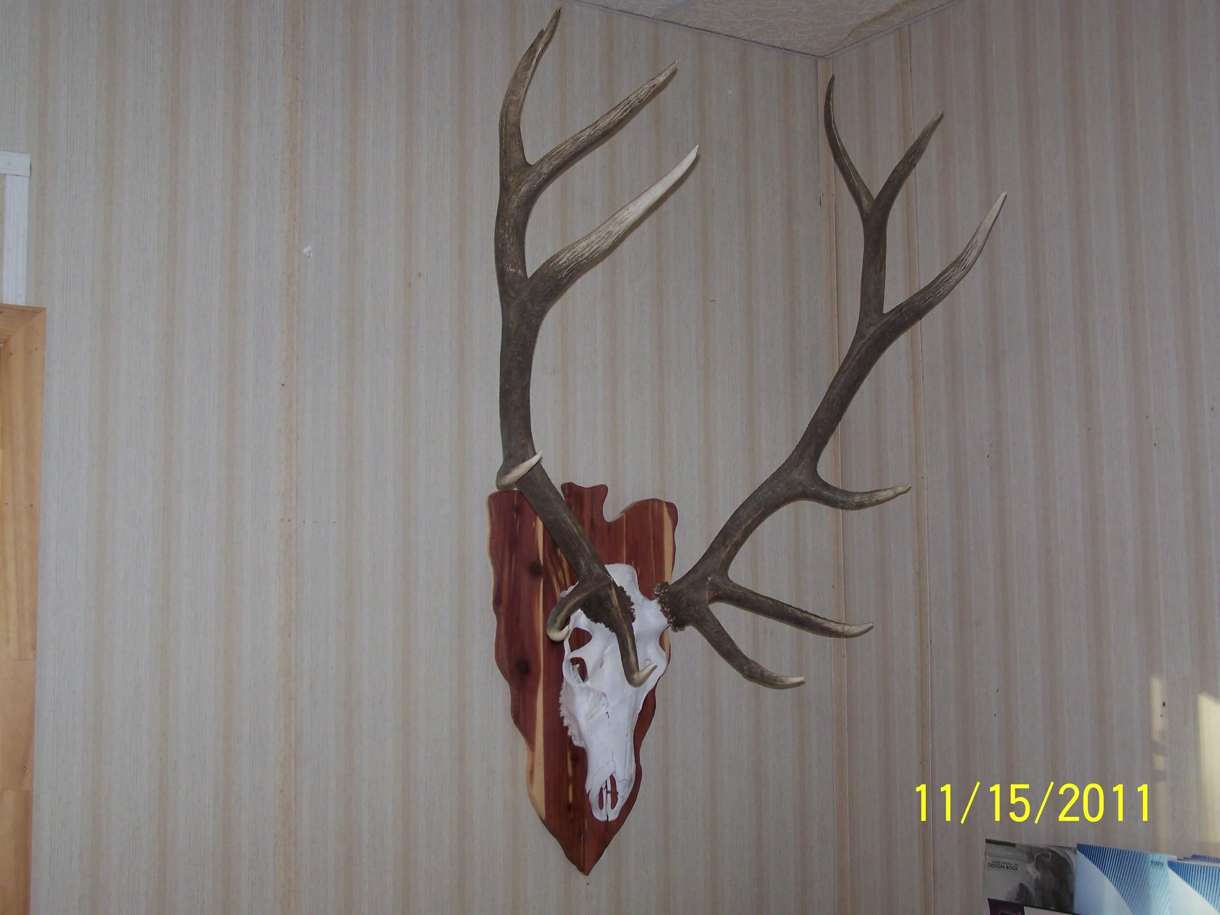 ELK Skull Plaque European Mount