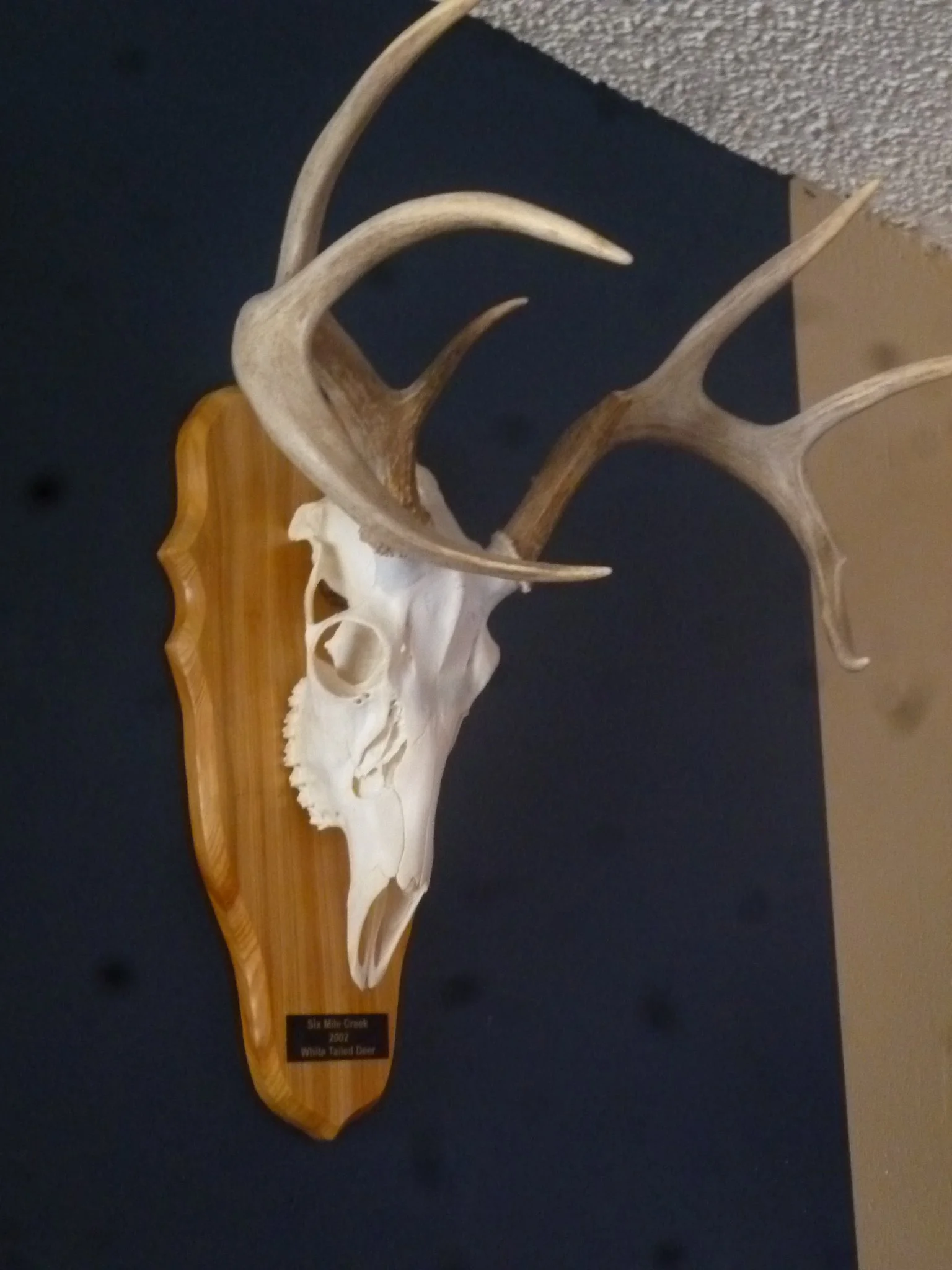 DEER Skull Plaque European Mount