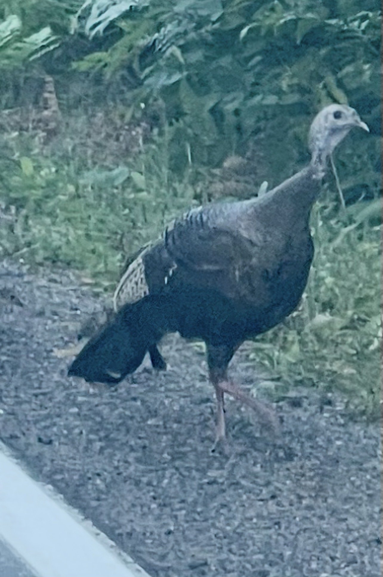 The wild Turkey