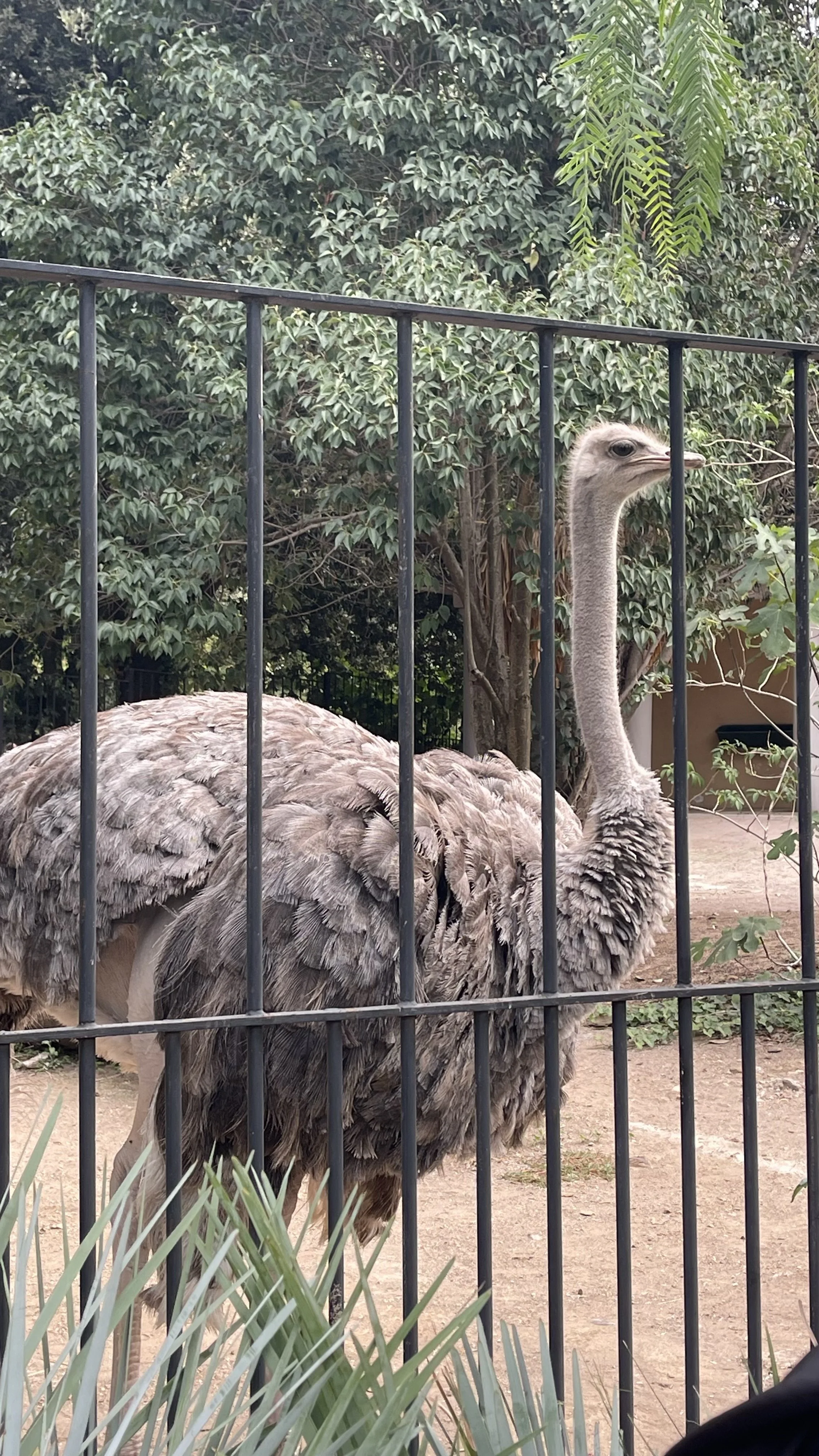 The Ostrich